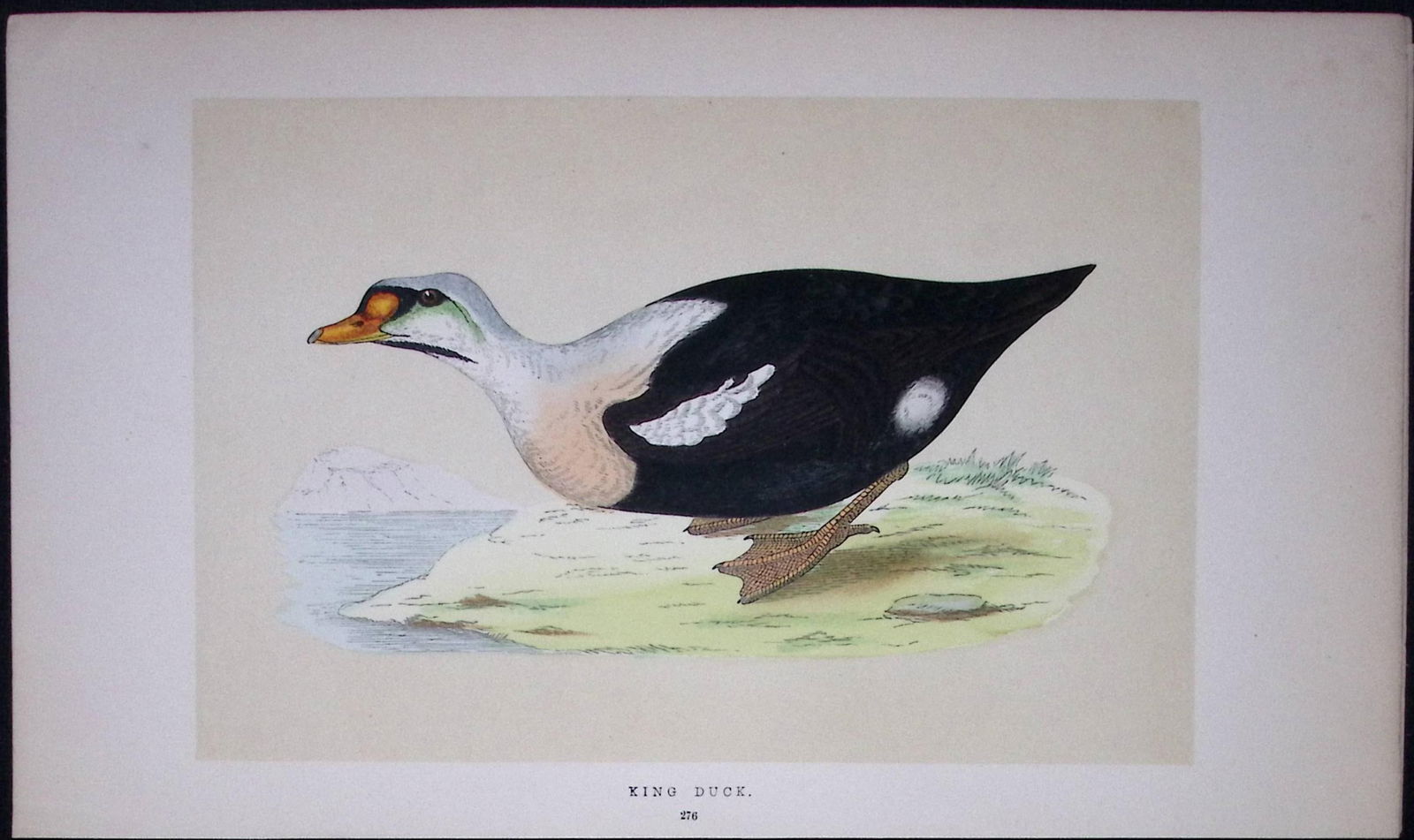 King Duck Bird- Rev Morris First Edition Antique Woodblock Engraving-95: Title: King Duck Bird- Rev Morris First Edition Antique Woodblock Engraving-95 Description: This Chromolithographic Woodblock Engraving Has Been Removed from a First Antique Edition