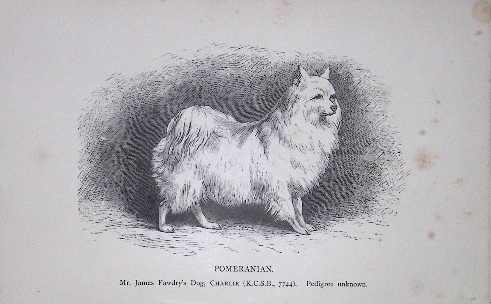 Pomeranian British Dogs by Hugh Dalziel 1889 Antique Book Plate-67: Title: Pomeranian British Dogs by Hugh Dalziel 1889 Antique Book Plate-67 Description: This Antique Book Plate Was Removed from a Edition of British Dogs by Hugh Dalziel 1889.