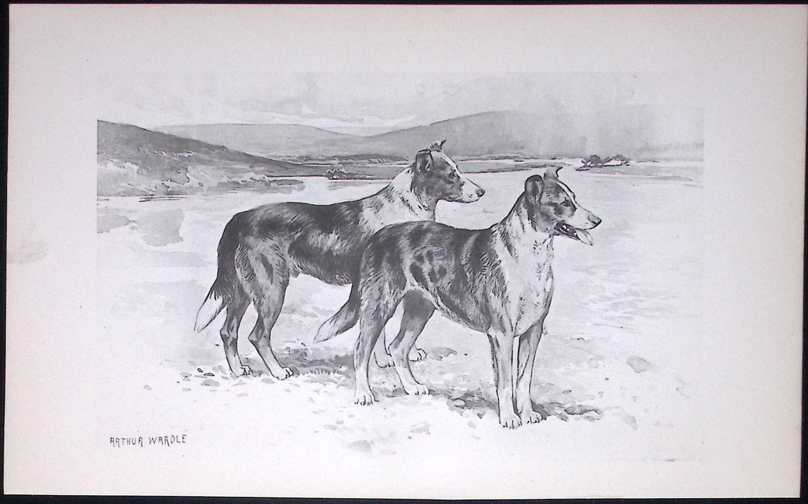 Collies Smoothed-Coated Antique Book Plate Rawdon Lee Modern Dogs 1894-7: Title: Collies Smoothed-Coated Antique Book Plate Rawdon Lee Modern Dogs 1894-7 Description: This Antique Book Plate Was Removed from an Edition of Modern Dogs by Rawdon Lee 1893. Each Print