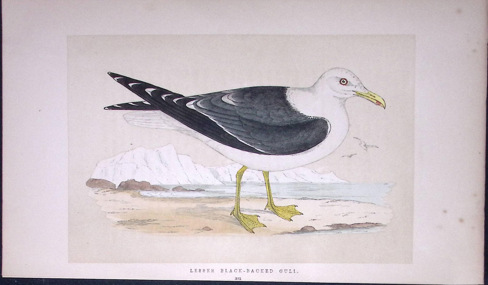 Black-Backed Gull Bird- Rev Morris First Edition Antique Woodblock Engraving-208: Title: Black-Backed Gull Bird- Rev Morris First Edition Antique Woodblock Engraving-208 Description: This Chromolithographic Woodblock Engraving Has Been Removed from a First Antique