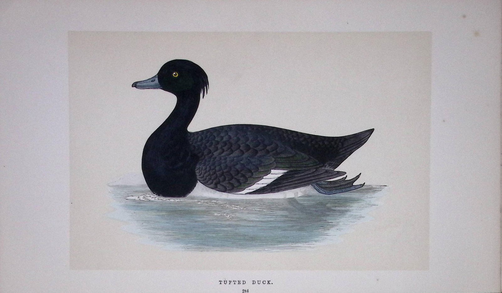 Tufted Duck Bird- Rev Morris First Edition Antique Woodblock Engraving-113: Title: Tufted Duck Bird- Rev Morris First Edition Antique Woodblock Engraving-113 Description: This Chromolithographic Woodblock Engraving Has Been Removed from a First Antique Editi