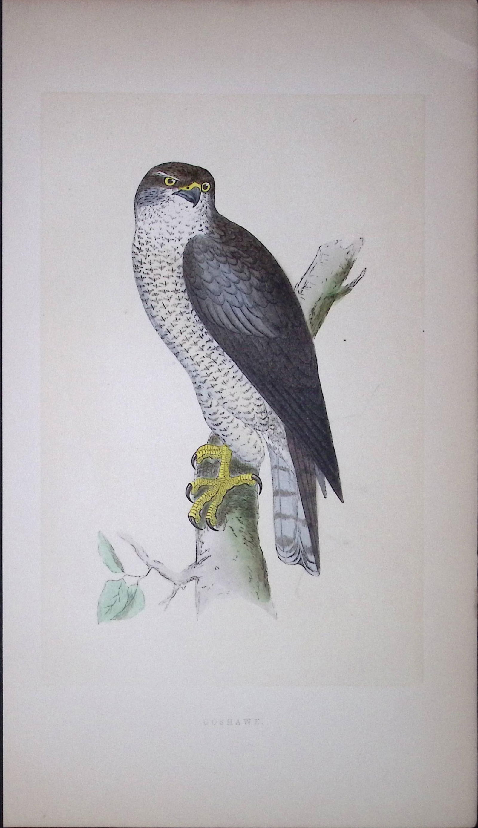 Goshawk Bird- Rev Morris First Edition Antique Woodblock Engraving-18: Title: Goshawk Bird- Rev Morris First Edition Antique Woodblock Engraving-18 Description: This Chromolithographic Woodblock Engraving Has Been Removed from a First Antique Edition of. Rev F O