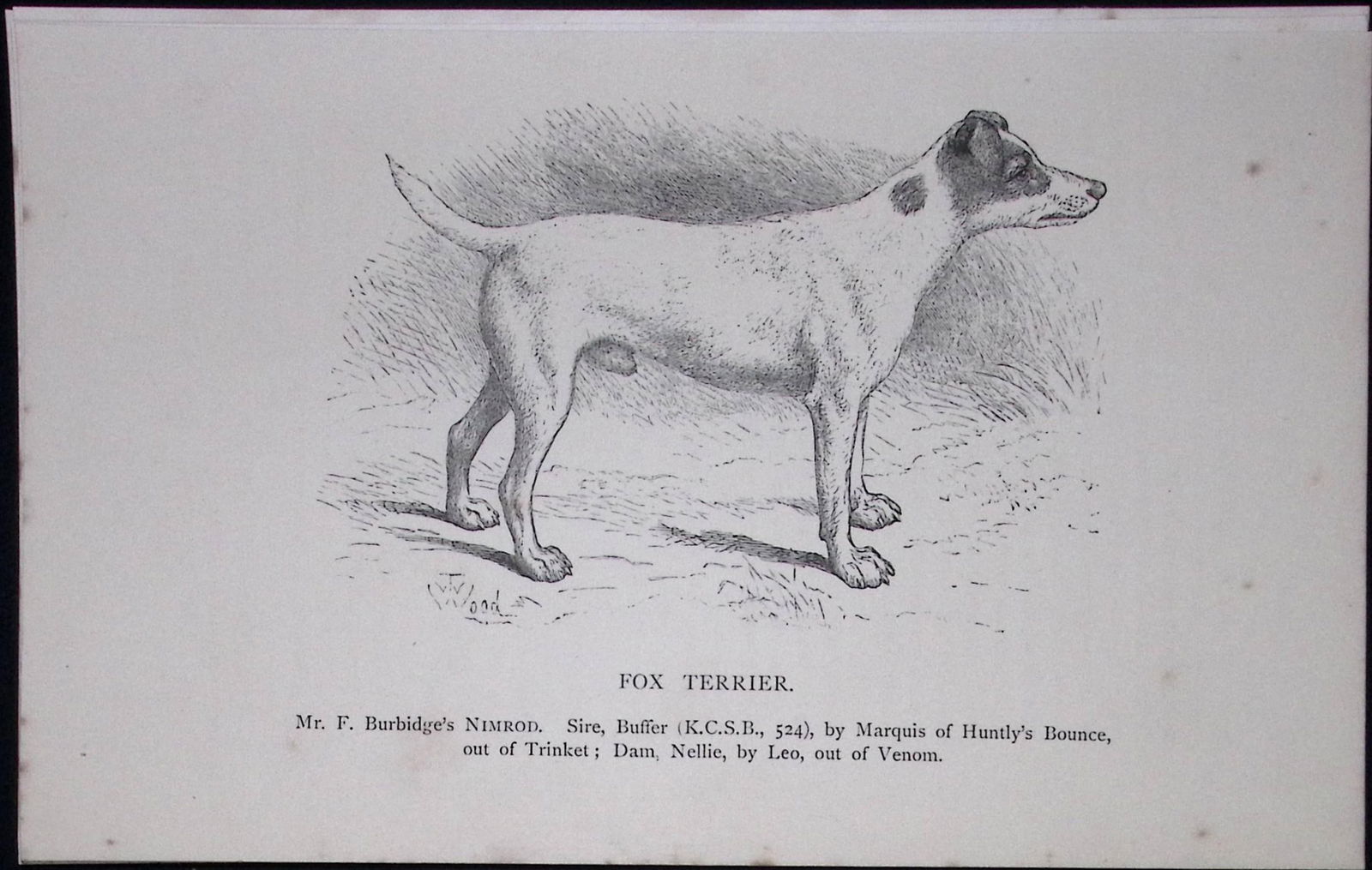 Fox Terrier British Dogs by Hugh Dalziel 1889 Antique Book Plate-53: Title: Fox Terrier British Dogs by Hugh Dalziel 1889 Antique Book Plate-53 Description: This Antique Book Plate Was Removed from a Edition of British Dogs by Hugh Dalziel 1889.