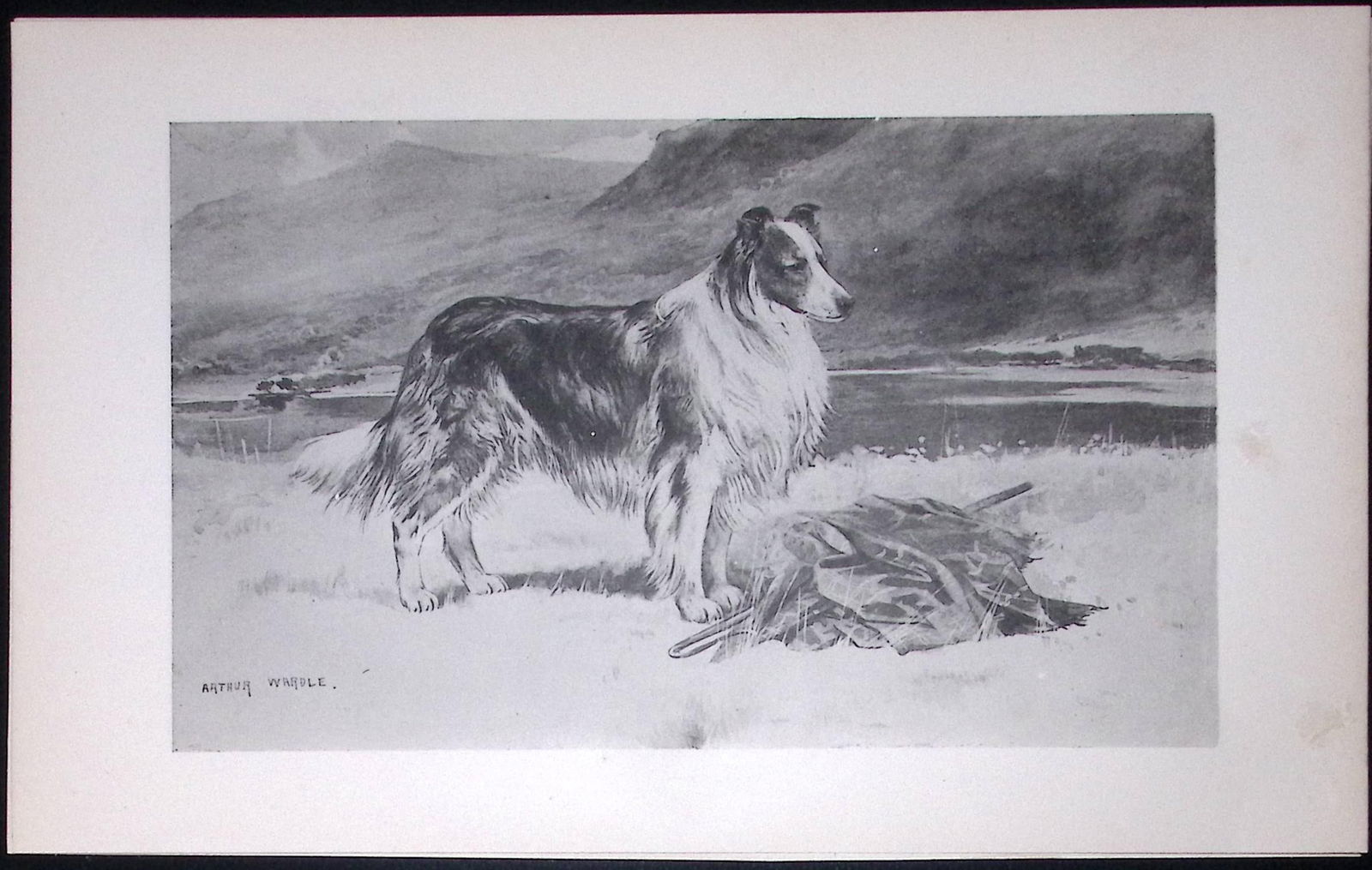 Collie or Sheepdog Antique Book Plate Rawdon Lee Modern Dogs 1894-6: Title: Collie or Sheepdog Antique Book Plate Rawdon Lee Modern Dogs 1894-6 Description: This Antique Book Plate Was Removed from an Edition of Modern Dogs by Rawdon Lee 1893. Each Print