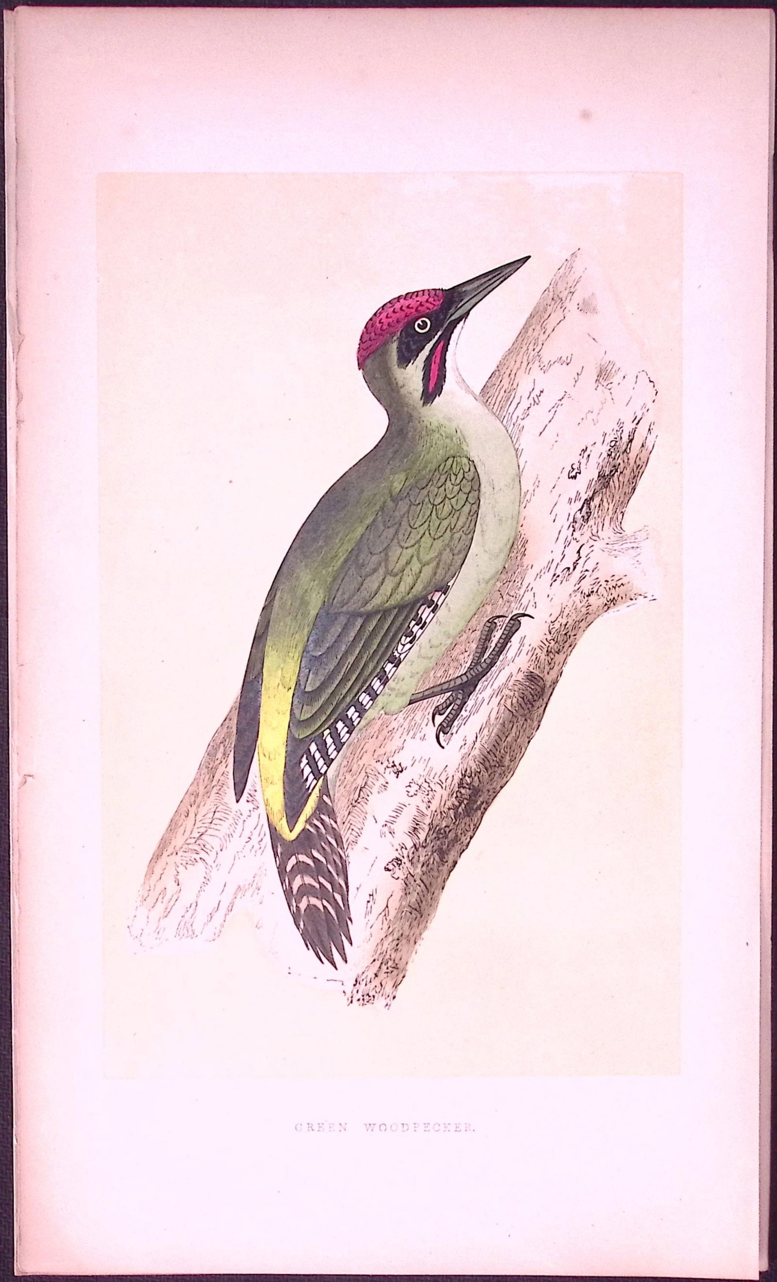 Green Woodpecker Bird- Rev Morris First Edition Antique Woodblock Engraving-118: Title: Green Woodpecker Bird- Rev Morris First Edition Antique Woodblock Engraving-118 Description: This Chromolithographic Woodblock Engraving Has Been Removed from a First Antique