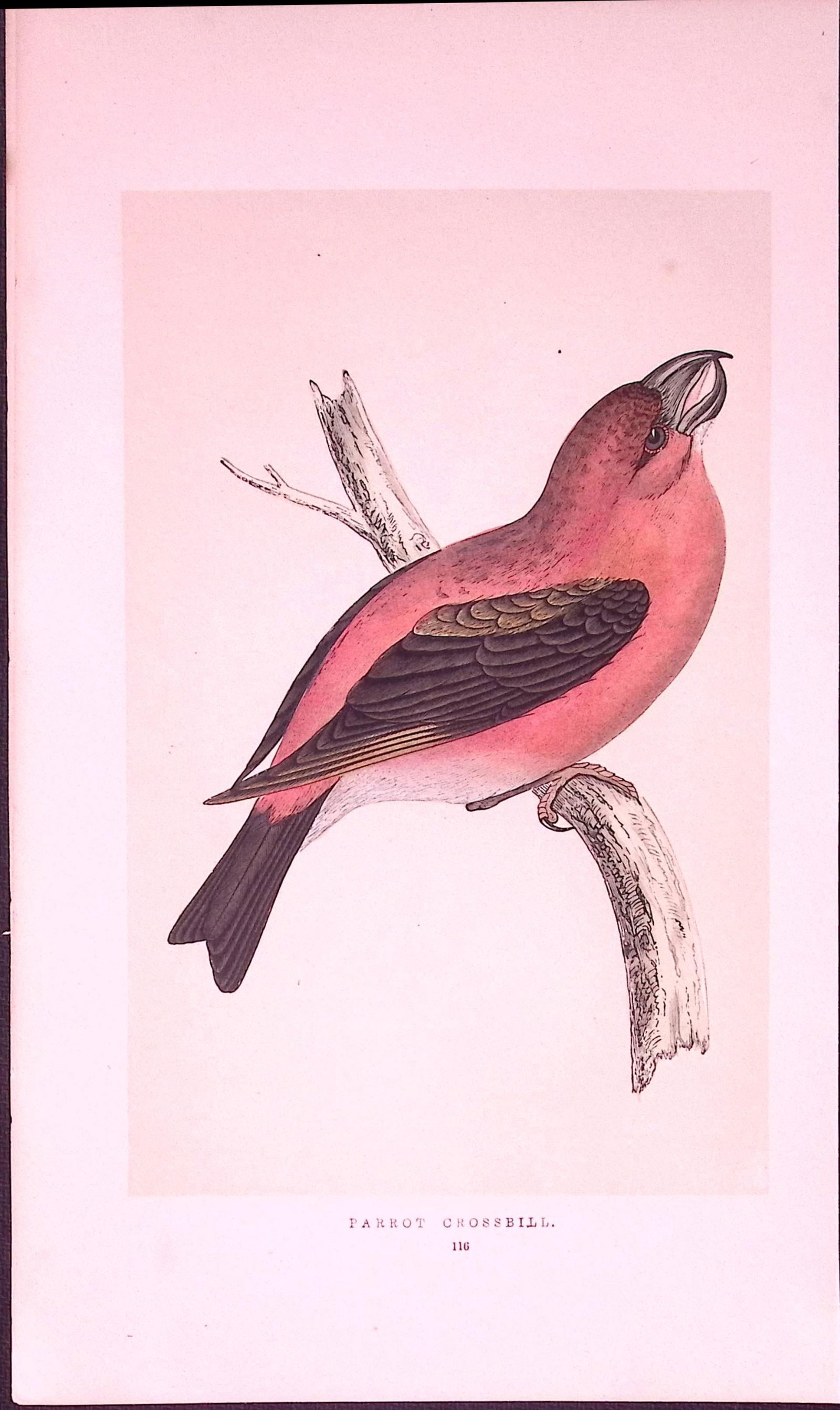 Parrot Crossbill Rev Morris First Edition Antique Woodblock Engraving-169: Title: Parrot Crossbill Rev Morris First Edition Antique Woodblock Engraving-169 Description: This Chromolithographic Woodblock Engraving Has Been Removed from a First Antique Edition of. Rev F