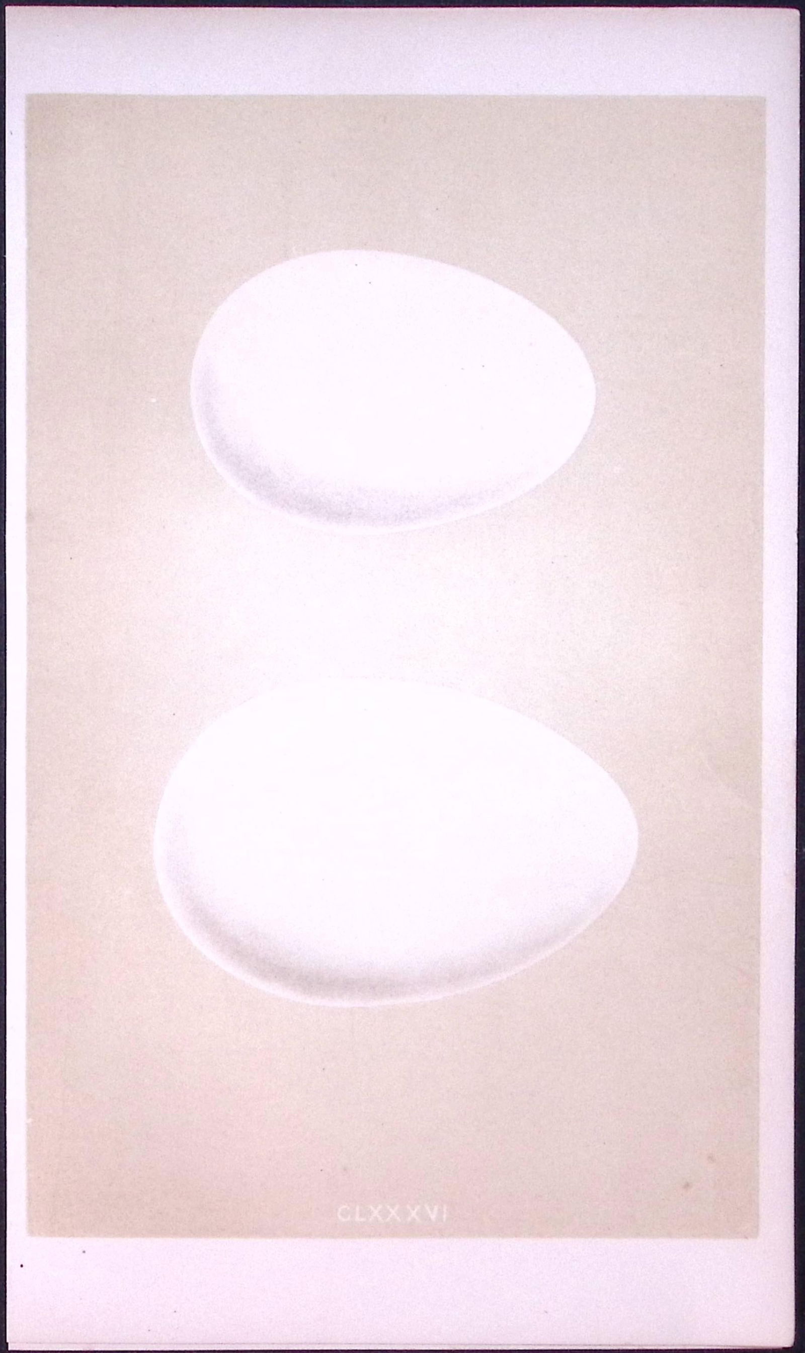 Egyptian & Canada Goose Bird Egg- Rev Morris Antique Woodblock Engraving-23: Title: Egyptian & Canada Goose Bird Egg- Rev Morris Antique Woodblock Engraving-23 Description: This Chromolithographic Woodblock Engraving Has Been Removed from a First Antique