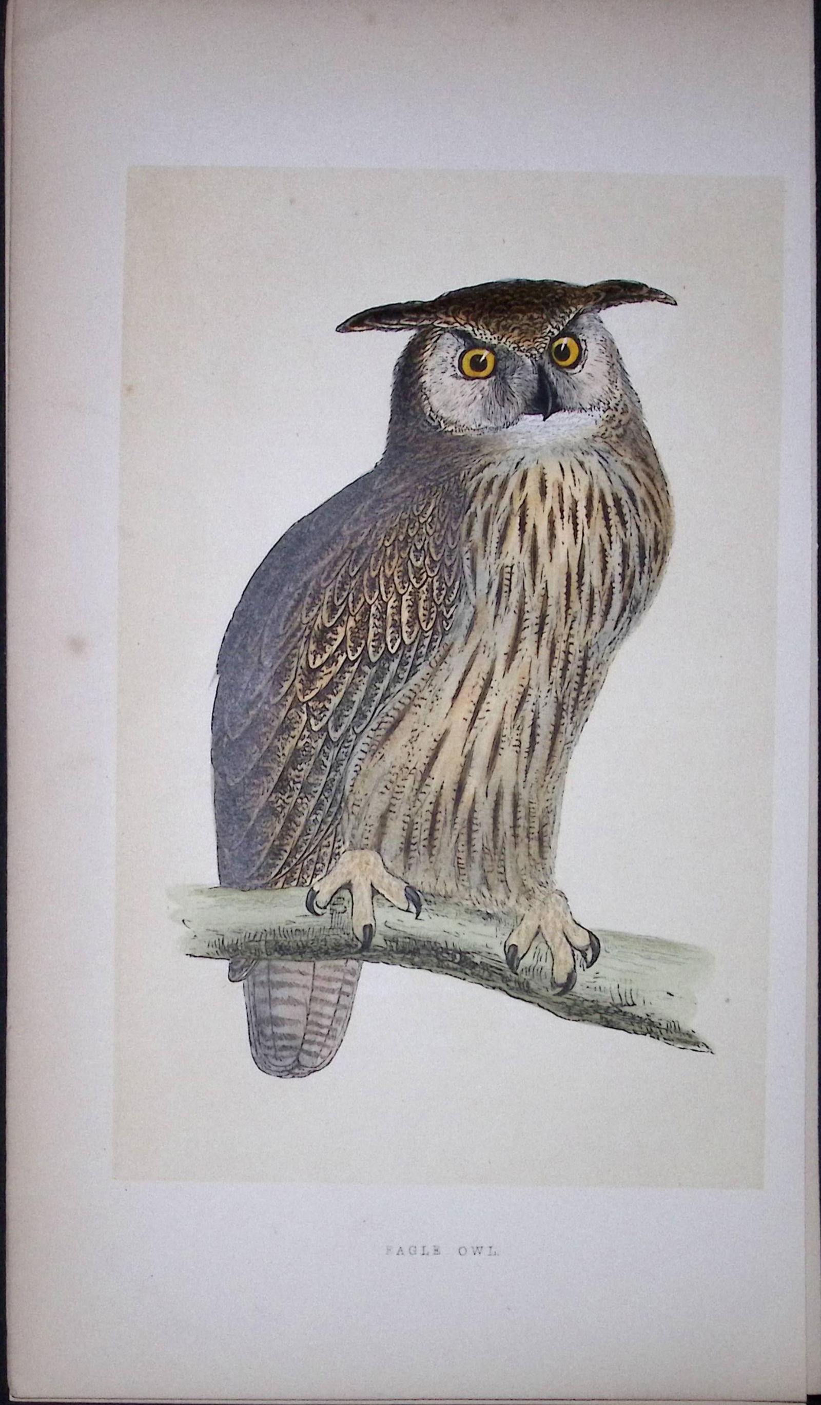 Eagle Owl Bird- Rev Morris First Edition Antique Woodblock Engraving-25: Title: Eagle Owl Bird- Rev Morris First Edition Antique Woodblock Engraving-25 Description: This Chromolithographic Woodblock Engraving Has Been Removed from a First Antique Edition of. Rev F O
