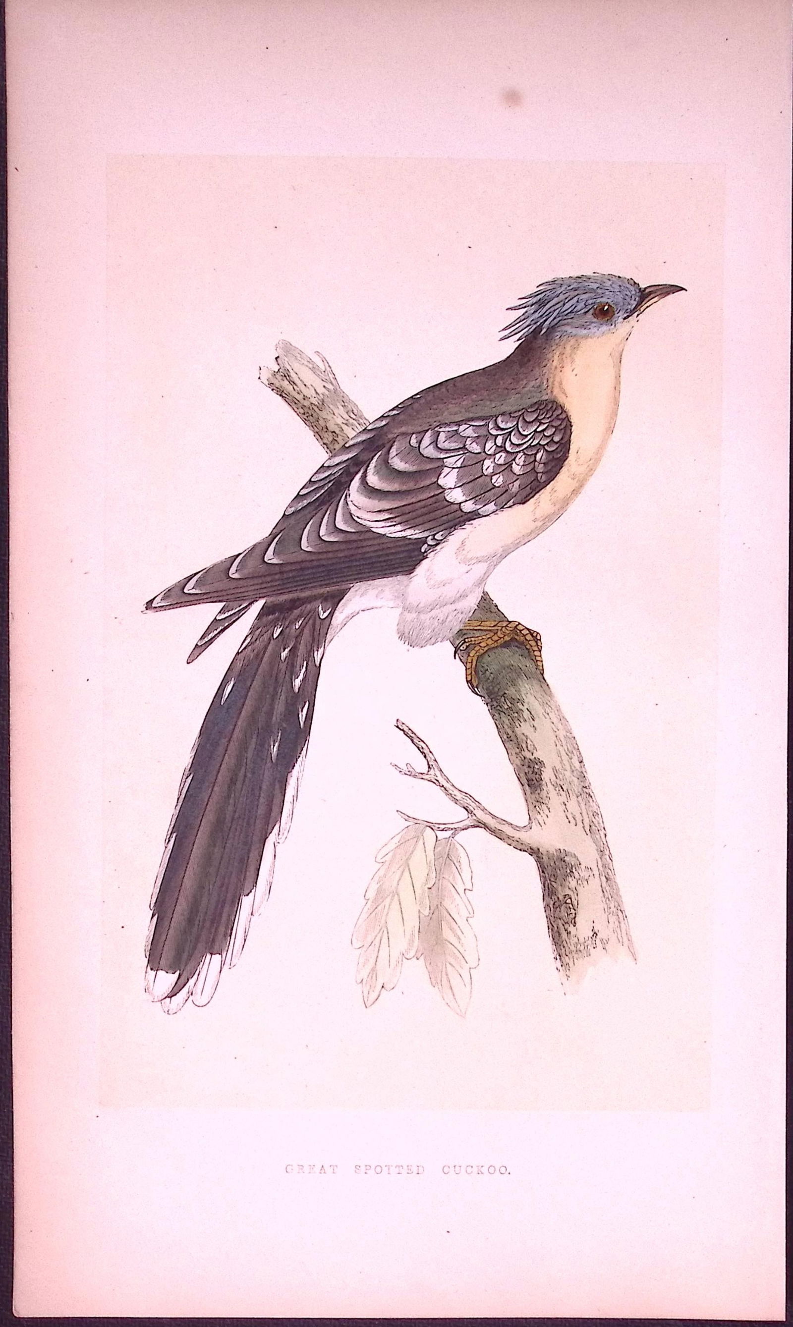 Great Spotted Cuckoo Bird- Rev Morris First Edition Antique Woodblock Engraving-123: Title: Great Spotted Cuckoo Bird- Rev Morris First Edition Antique Woodblock Engraving-123 Description: This Chromolithographic Woodblock Engraving Has Been Removed from a First Antique Edition