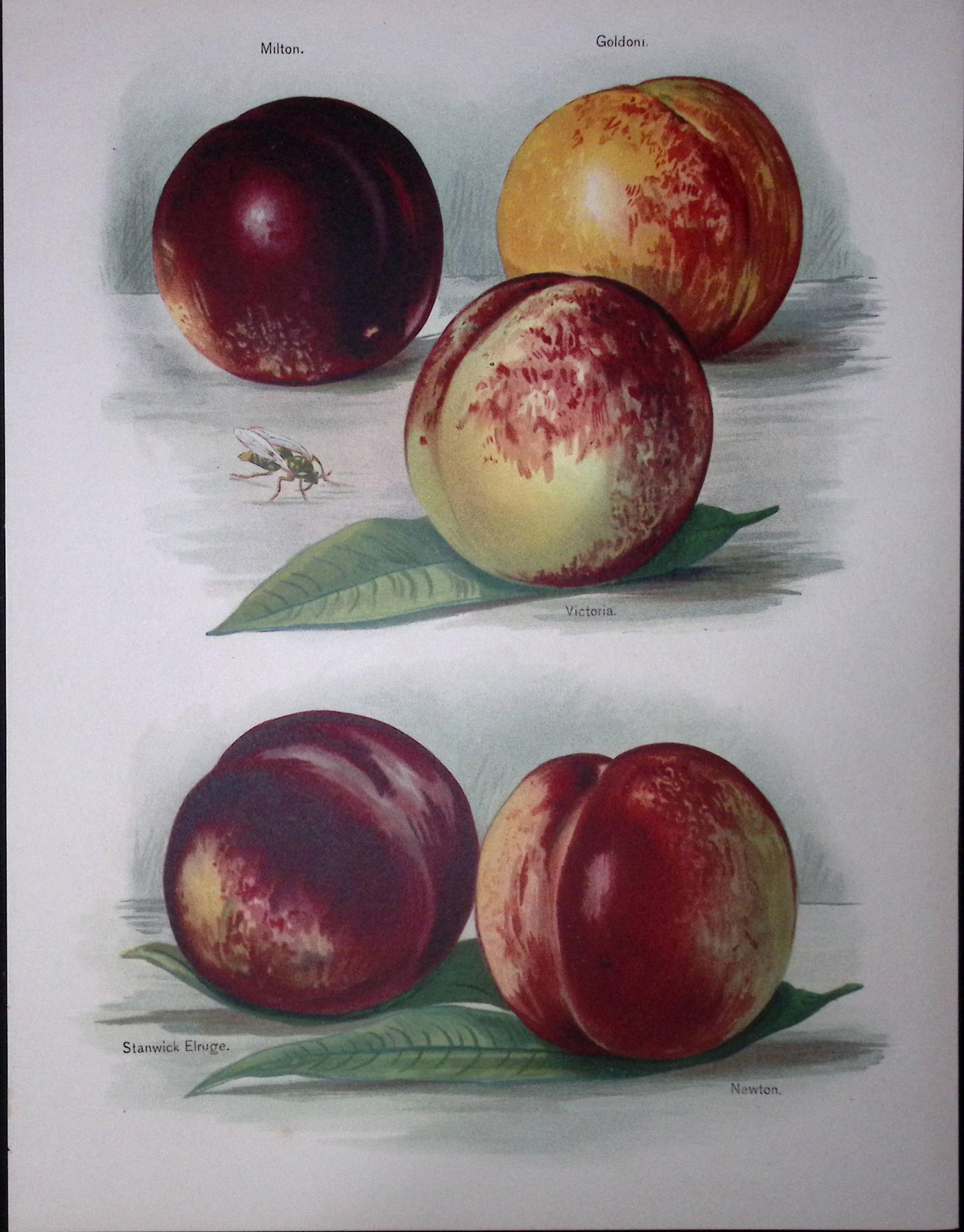 Peaches Milton, Victoria, Goldoni, Stanwick Elruge, Newton, Antique Mary Rivers Illustration-19.: Title: Peaches Milton, Victoria, Goldoni, Stanwick Elruge, Newton, Antique Mary Rivers Illustration-19. Description: This Chromolithographed Print Measure Approximately 10 X&nb