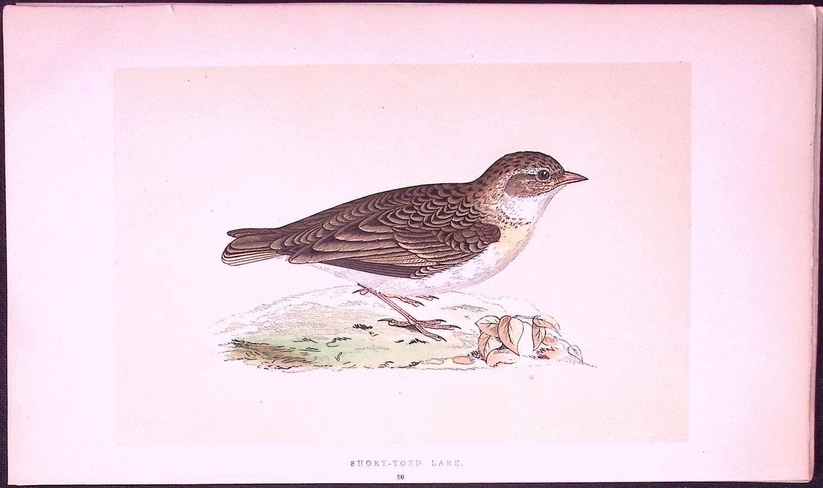 Short Toed Lark Rev Morris First Edition Antique Woodblock Engraving-144: Title: Short Toed Lark Rev Morris First Edition Antique Woodblock Engraving-144 Description: This Chromolithographic Woodblock Engraving Has Been Removed from a First Antique Edition