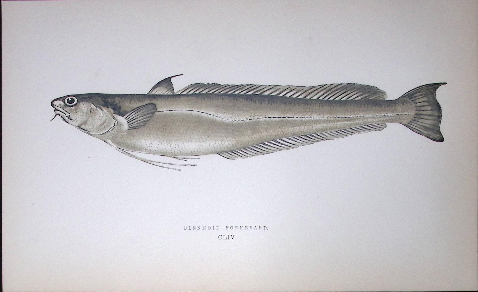 Blennoid Forkbeard Fish Scarce Antique 1877 J. Couch Woodblock Engraving-77: Title: Blennoid Forkbeard Fish Scarce Antique 1877 J. Couch Woodblock Engraving-77 Description: This Antique Original Coloured Woodblock Engraving Was Removed from An Edition of. History of
