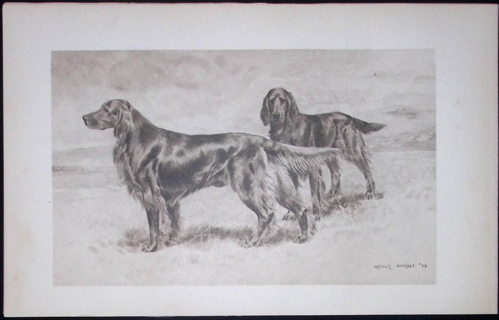 Pair of Irish Setters Antique Book Plate Rawdon Lee Modern Dogs 1906-58: Title: Pair of Irish Setters Antique Book Plate Rawdon Lee Modern Dogs 1906-58 Description: This Antique Book Plate Was Removed from an Edition of Modern Dogs by Rawdon Lee 1906.