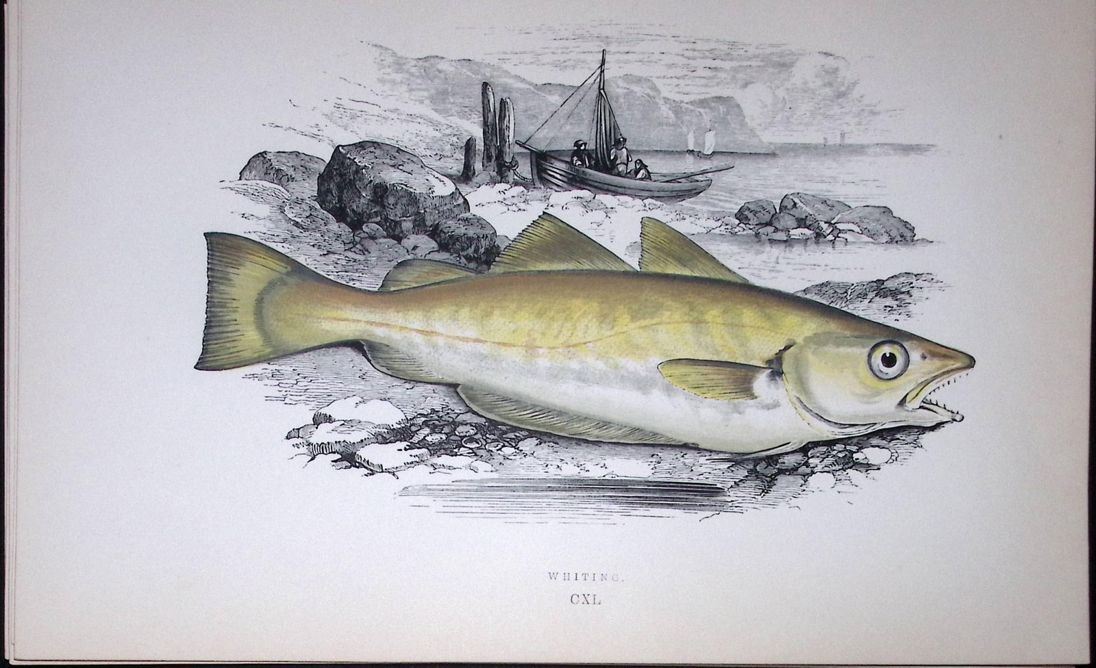 Whiting Fish Scarce Antique 1877 J. Couch Woodblock Engraving-86: Title: Whiting Fish Scarce Antique 1877 J. Couch Woodblock Engraving-86 Description: This Antique Original Coloured Woodblock Engraving Was Removed from An Edition of. <