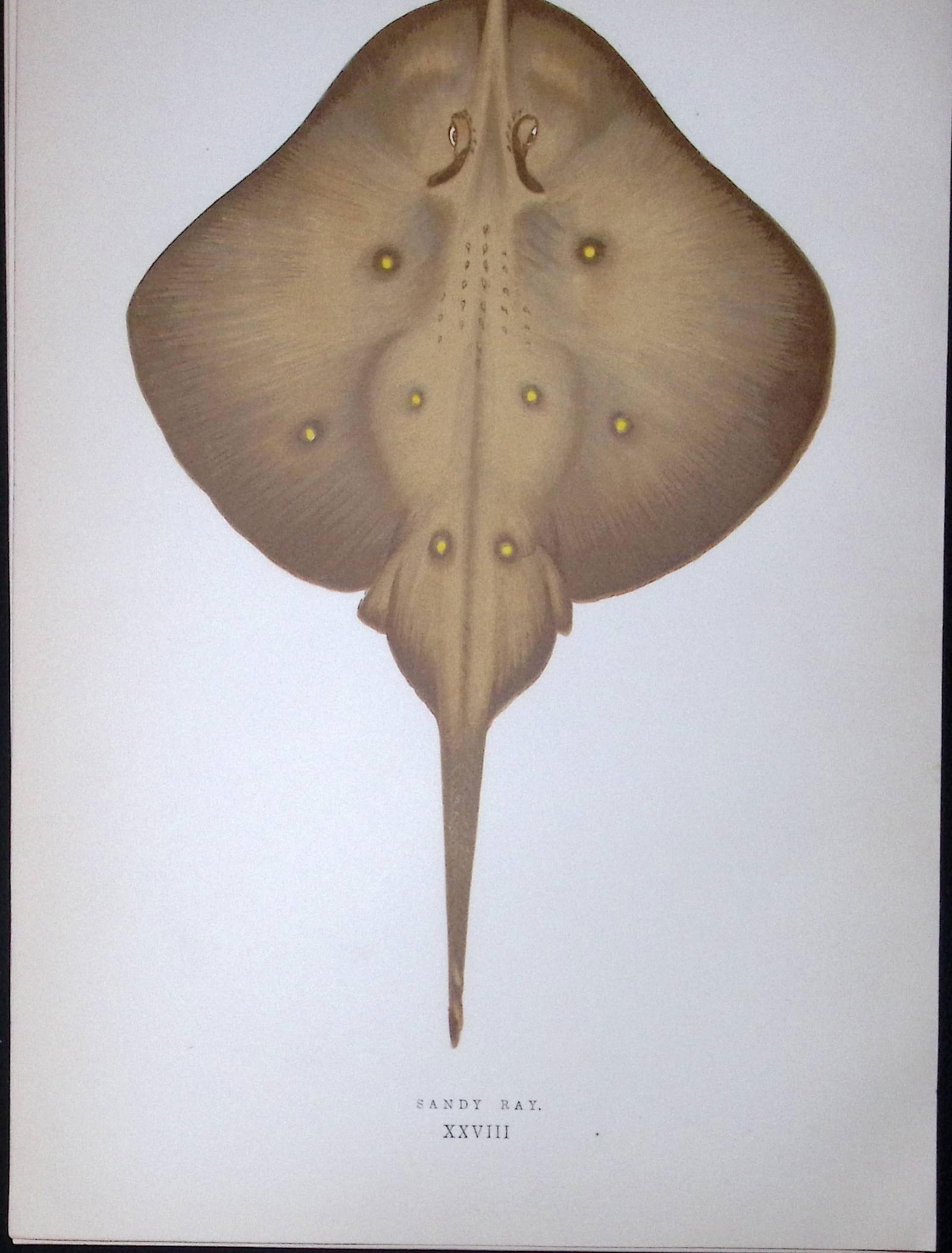 Sandy Ray Fish Scarce Antique 1877 J. Couch Woodblock Engraving-108: Title: Sandy Ray Fish Scarce Antique 1877 J. Couch Woodblock Engraving-108 Description: This Antique Original Coloured Woodblock Engraving Was Removed from An Edition of. History of The Fishes