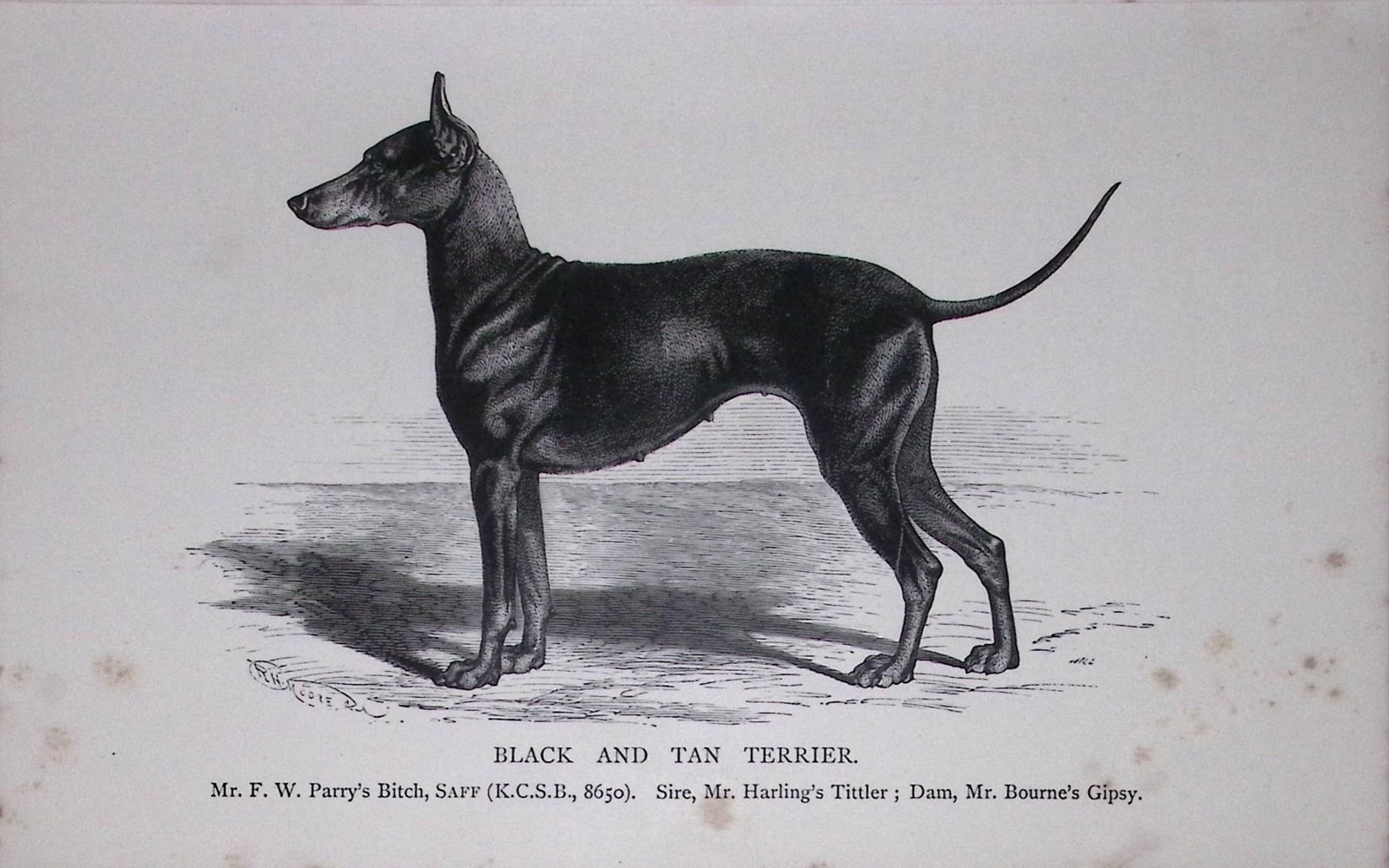 Black & Tan Terrier British Dogs by Hugh Dalziel 1889 Antique Book Plate-52: Title: Black & Tan Terrier British Dogs by Hugh Dalziel 1889 Antique Book Plate-52 Description: This Antique Book Plate Was Removed from a Edition of British Dogs by Hugh Dalziel