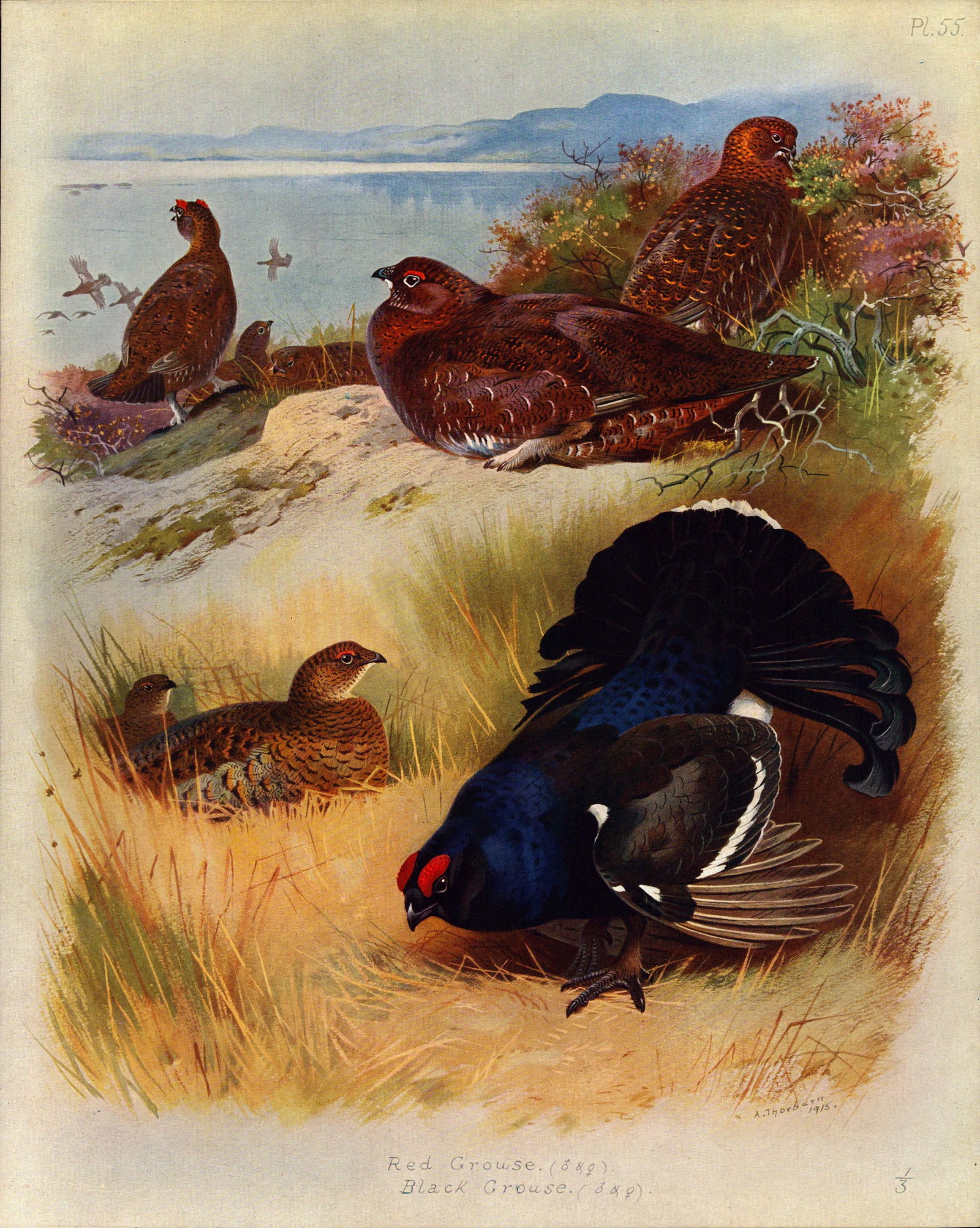 Archibald Thorburn Antique Scarce Bird Illustration Red & Black Grouse-55.: Title: Archibald Thorburn Antique Scarce Bird Illustration Red & Black Grouse-55. Description: This Antique Edition Illustration Was Removed from an Edition of. Archibald Thorburn, British