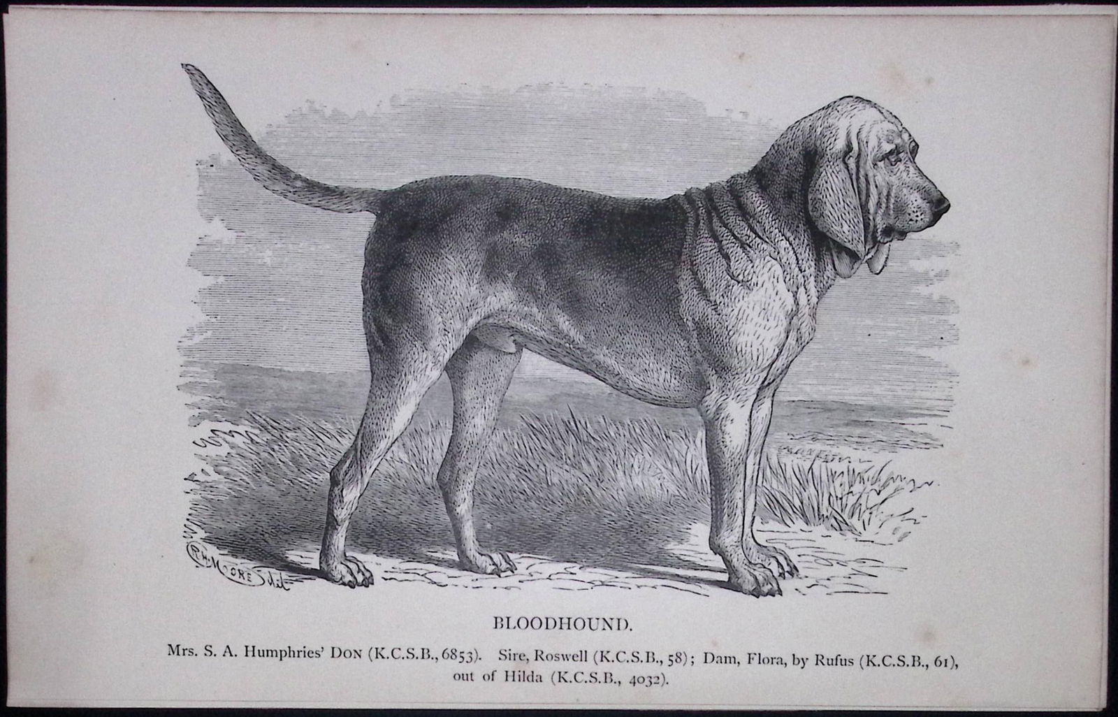 The Bloodhound British Dogs by Hugh Dalziel 1889 Antique Book Plate-20: Title: The Bloodhound British Dogs by Hugh Dalziel 1889 Antique Book Plate-20 Description: This Antique Book Plate Was Removed from a Edition of British Dogs by Hugh Dalziel 1889.