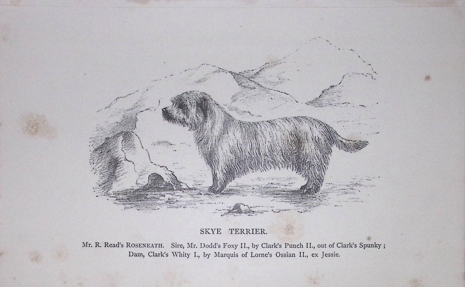 Skye Terrier British Dogs by Hugh Dalziel 1889 Antique Book Plate-59: Title: Skye Terrier British Dogs by Hugh Dalziel 1889 Antique Book Plate-59 Description: This Antique Book Plate Was Removed from a Edition of British Dogs by Hugh Dalziel 1889. <