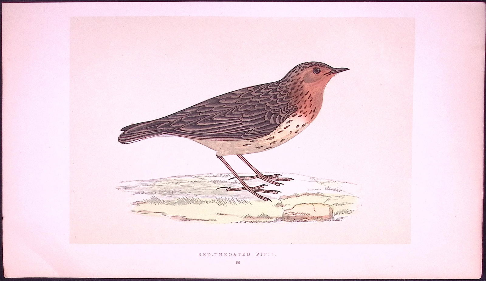 Red Throated Pipit Bird- Rev Morris First Edition Antique Woodblock Engraving-140: Title: Red Throated Pipit Bird- Rev Morris First Edition Antique Woodblock Engraving-140 Description: This Chromolithographic Woodblock Engraving Has Been Removed from a First Antiqu