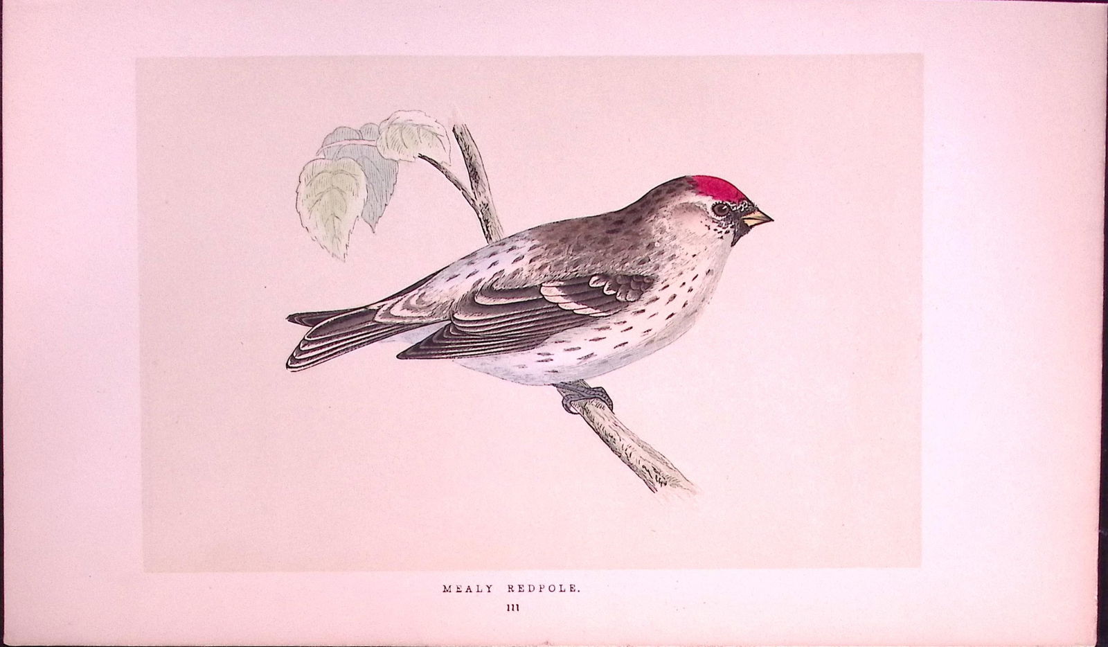 Mealey Redpole Rev Morris First Edition Antique Woodblock Engraving-165: Title: Mealey Redpole Rev Morris First Edition Antique Woodblock Engraving-165 Description: This Chromolithographic Woodblock Engraving Has Been Removed from a First Antique Edition