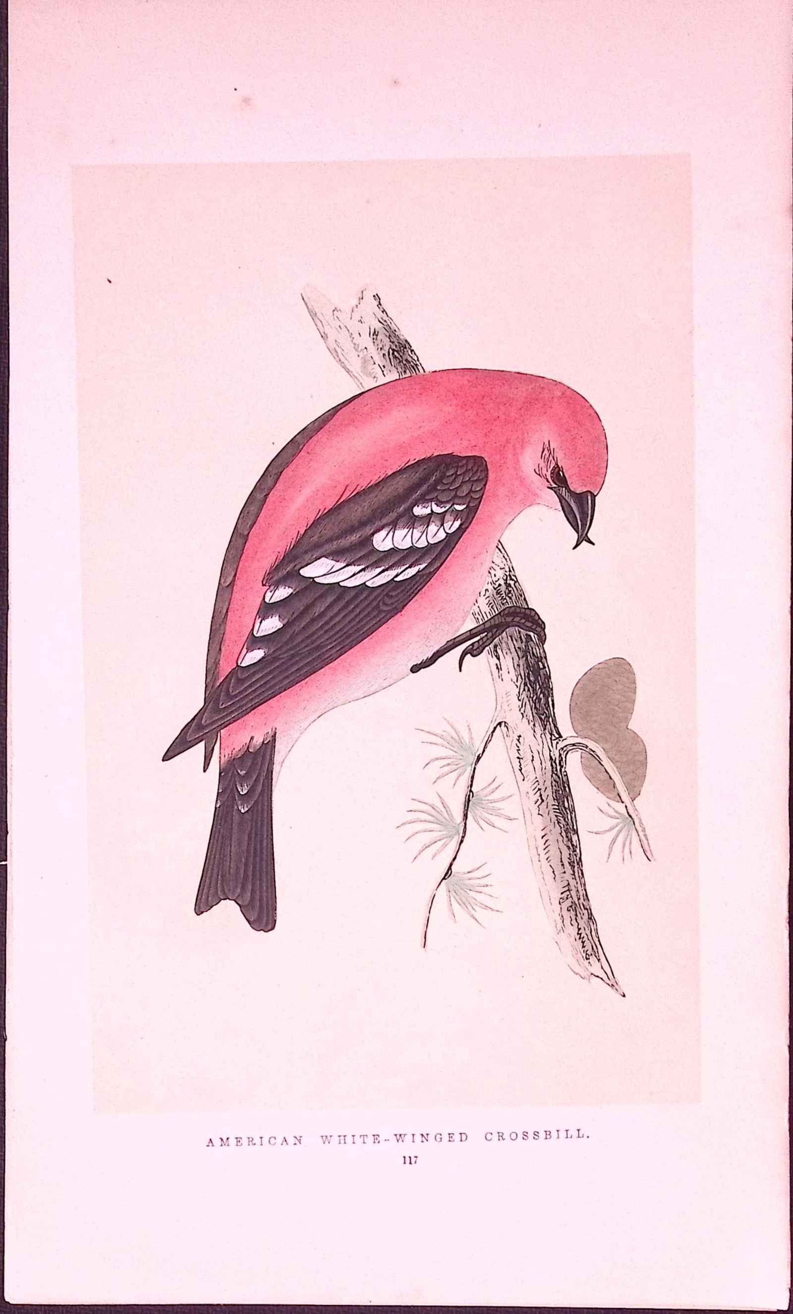 American Winged Crossbill Rev Morris First Edition Antique Woodblock Engraving-170: Title: American Winged Crossbill Rev Morris First Edition Antique Woodblock Engraving-170 Description: This Chromolithographic Woodblock Engraving Has Been Removed from a First Antiq