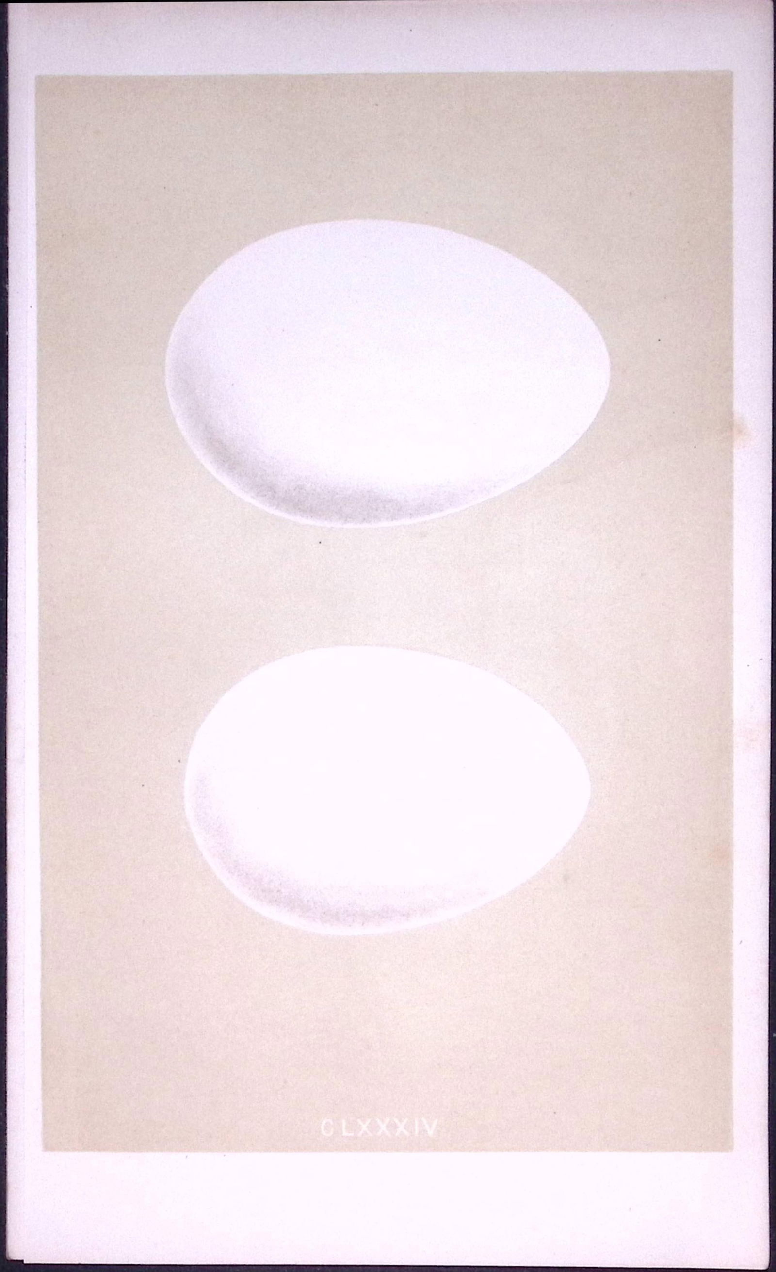 Pink & White Footed Goose Bird Egg- Rev Morris Antique Woodblock Engraving-21: Title: Pink & White Footed Goose Bird Egg- Rev Morris Antique Woodblock Engraving-21 Description: This Chromolithographic Woodblock Engraving Has Been Removed from a First Antiqu