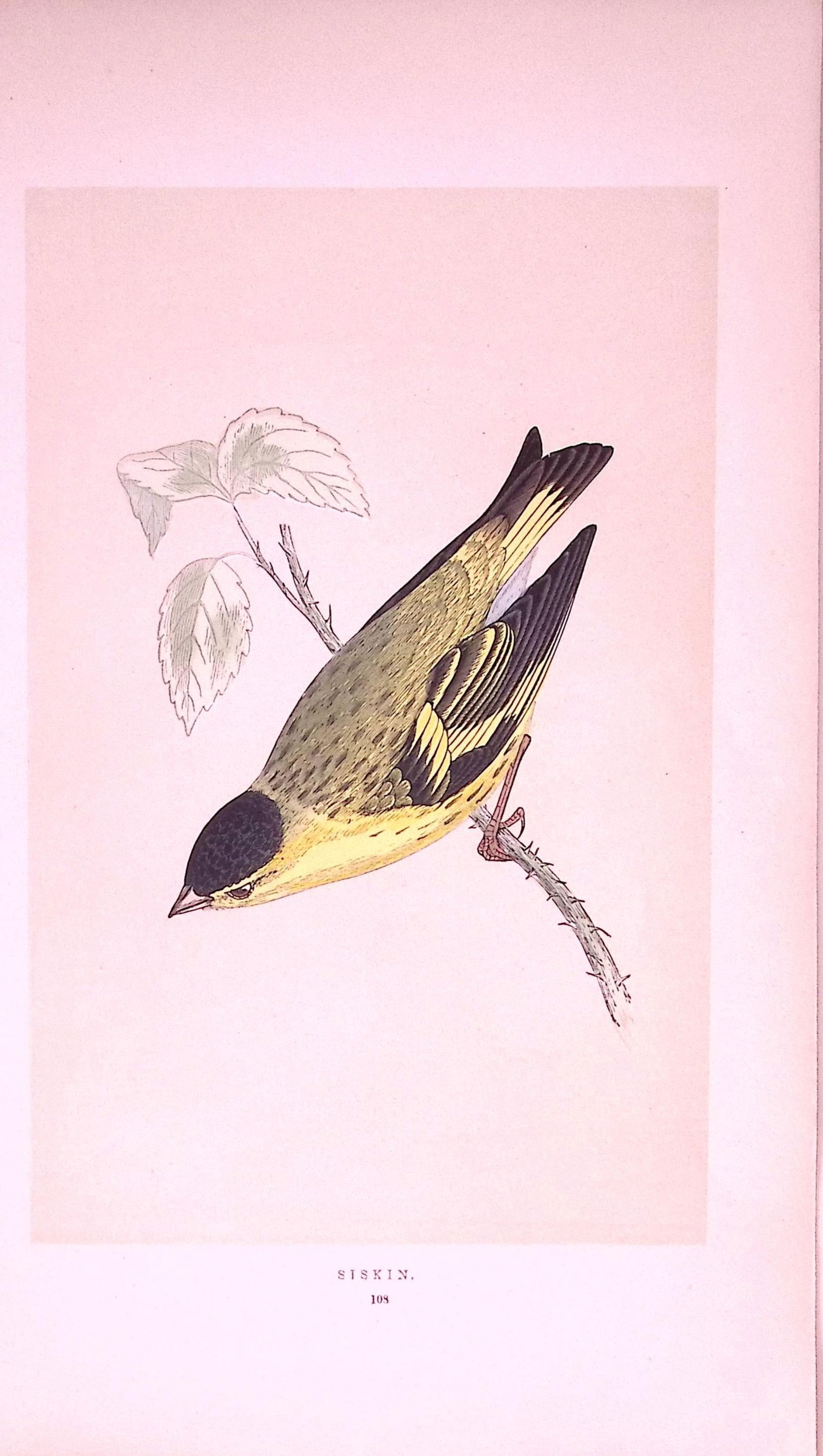 Siskin Rev Morris First Edition Antique Woodblock Engraving-162: Title: Siskin Rev Morris First Edition Antique Woodblock Engraving-162 Description: This Chromolithographic Woodblock Engraving Has Been Removed from a First Antique Edition of. Rev F O Morris