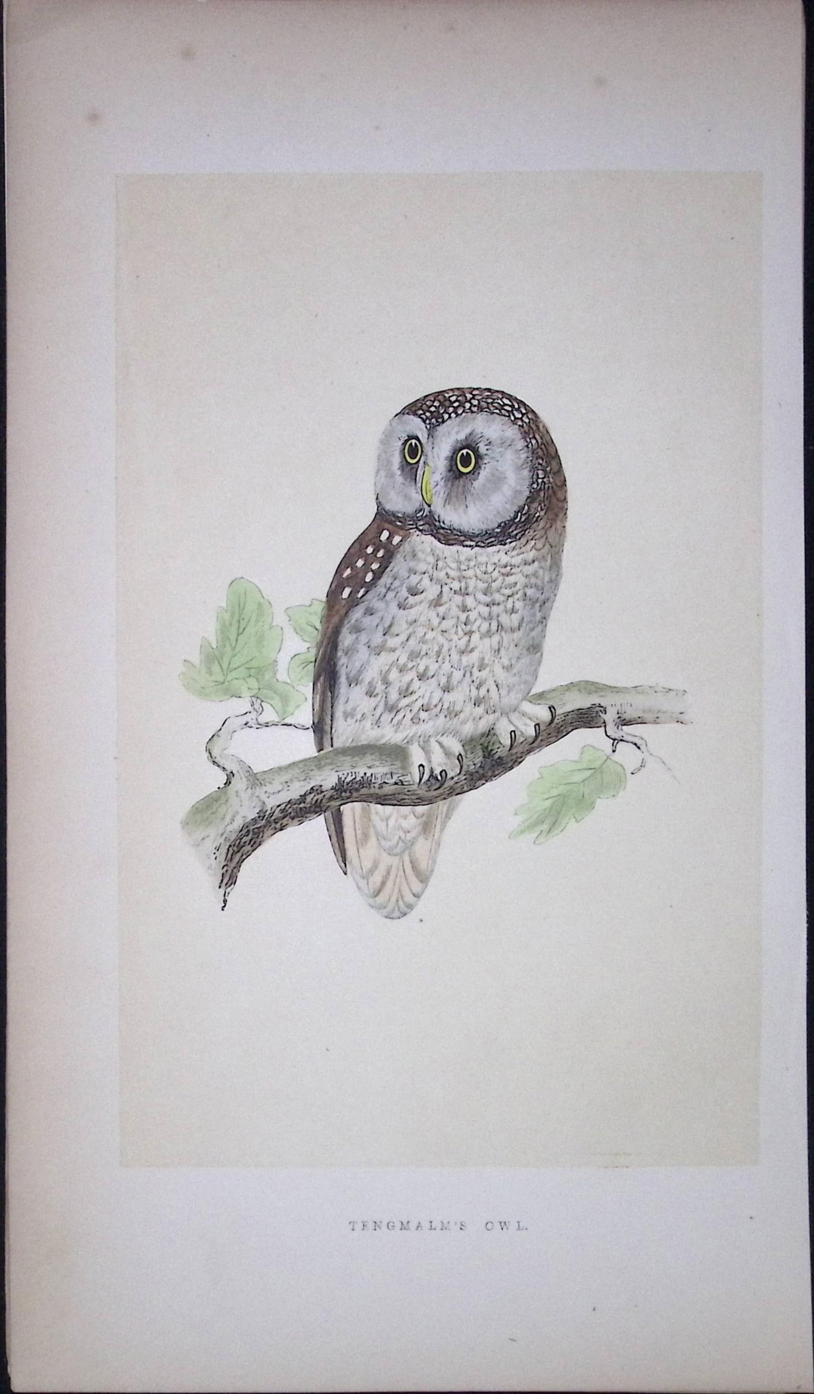 Tengmalm’s Owl Bird- Rev Morris First Edition Antique Woodblock Engraving-31: Title: Tengmalm’s Owl Bird- Rev Morris First Edition Antique Woodblock Engraving-31 Description: This Chromolithographic Woodblock Engraving Has Been Removed from a First Antiq
