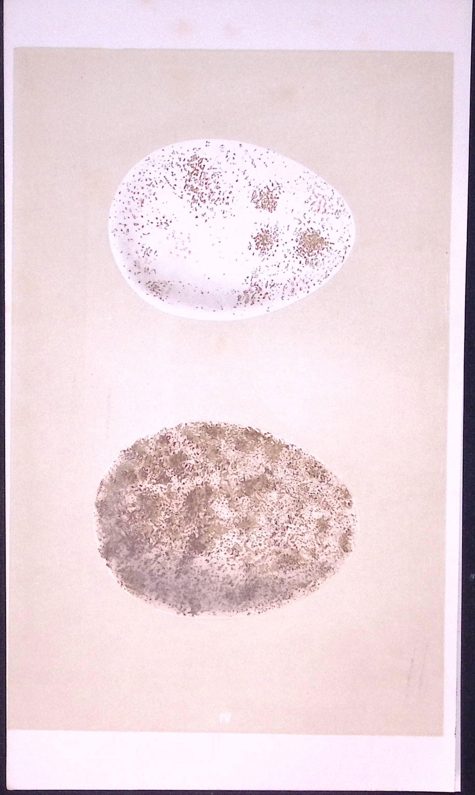 Golden Eagle Bird Egg- Rev Morris First Edition Antique Woodblock Engraving-2: Title: Golden Eagle Bird Egg- Rev Morris First Edition Antique Woodblock Engraving-2 Description: This Chromolithographic Woodblock Engraving Has Been Removed from a First Antique Ed