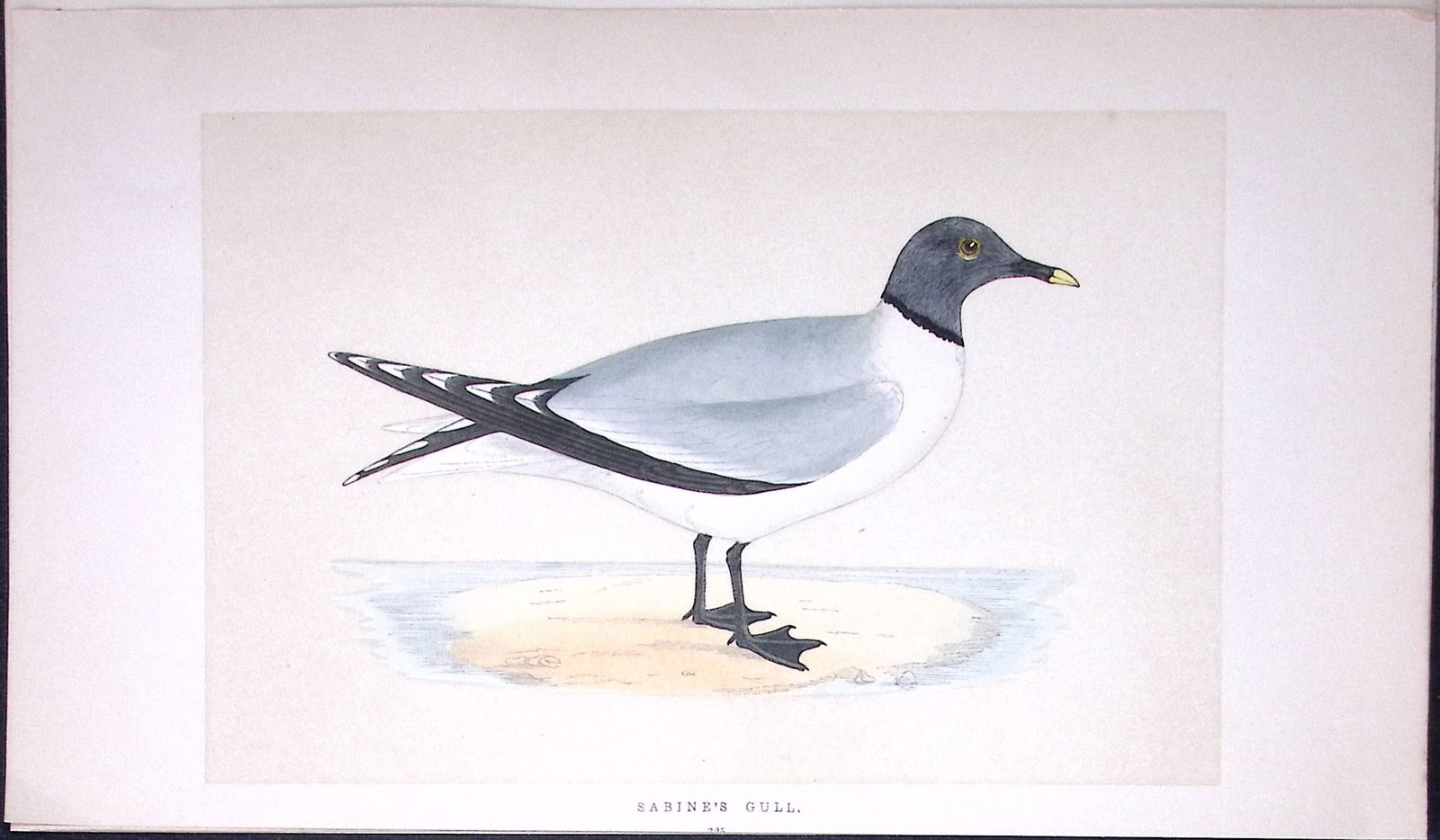 Sabine’s Gull Bird- Rev Morris First Edition Antique Woodblock Engraving-198: Title: Sabine’s Gull Bird- Rev Morris First Edition Antique Woodblock Engraving-198 Description: This Chromolithographic Woodblock Engraving Has Been Removed from a First Antique Edition