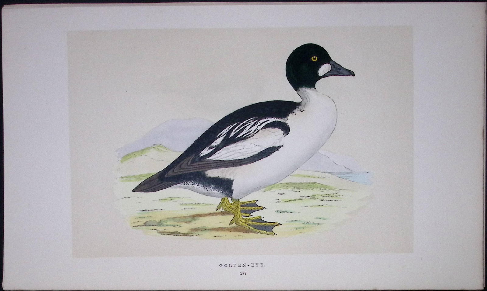Golden-Eye Duck Bird- Rev Morris First Edition Antique Woodblock Engraving-110: Title: Golden-Eye Duck Bird- Rev Morris First Edition Antique Woodblock Engraving-110 Description: This Chromolithographic Woodblock Engraving Has Been Removed from a First Antique E
