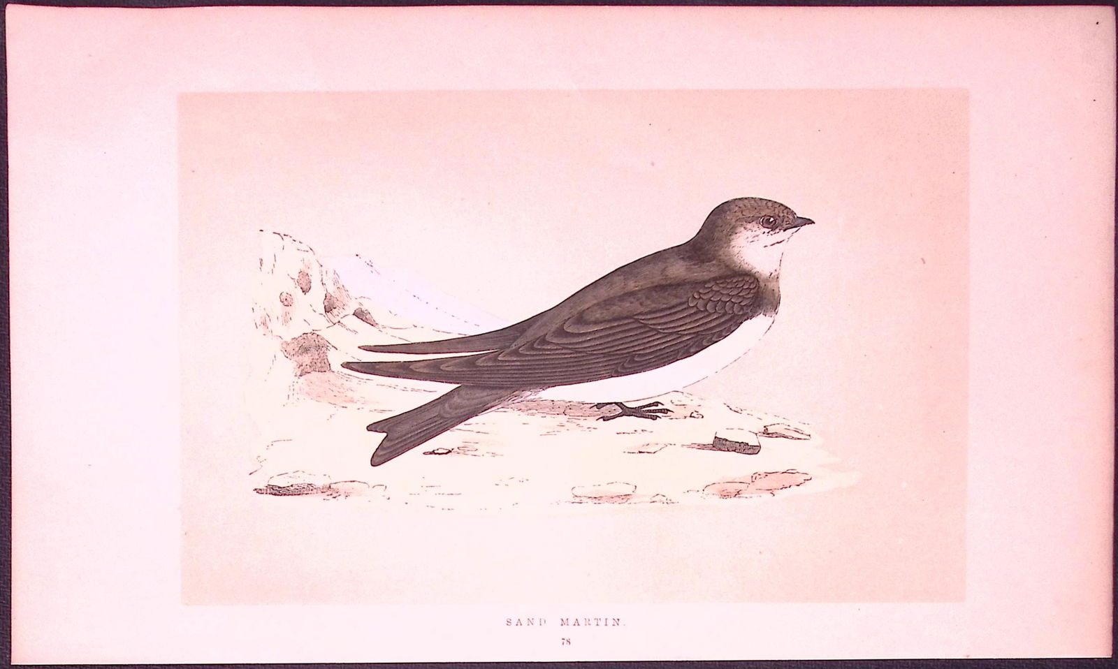 Sand Martin Bird- Rev Morris First Edition Antique Woodblock Engraving-132: Title: Sand Martin Bird- Rev Morris First Edition Antique Woodblock Engraving-132 Description: This Chromolithographic Woodblock Engraving Has Been Removed from a First Antique Edition of. Rev