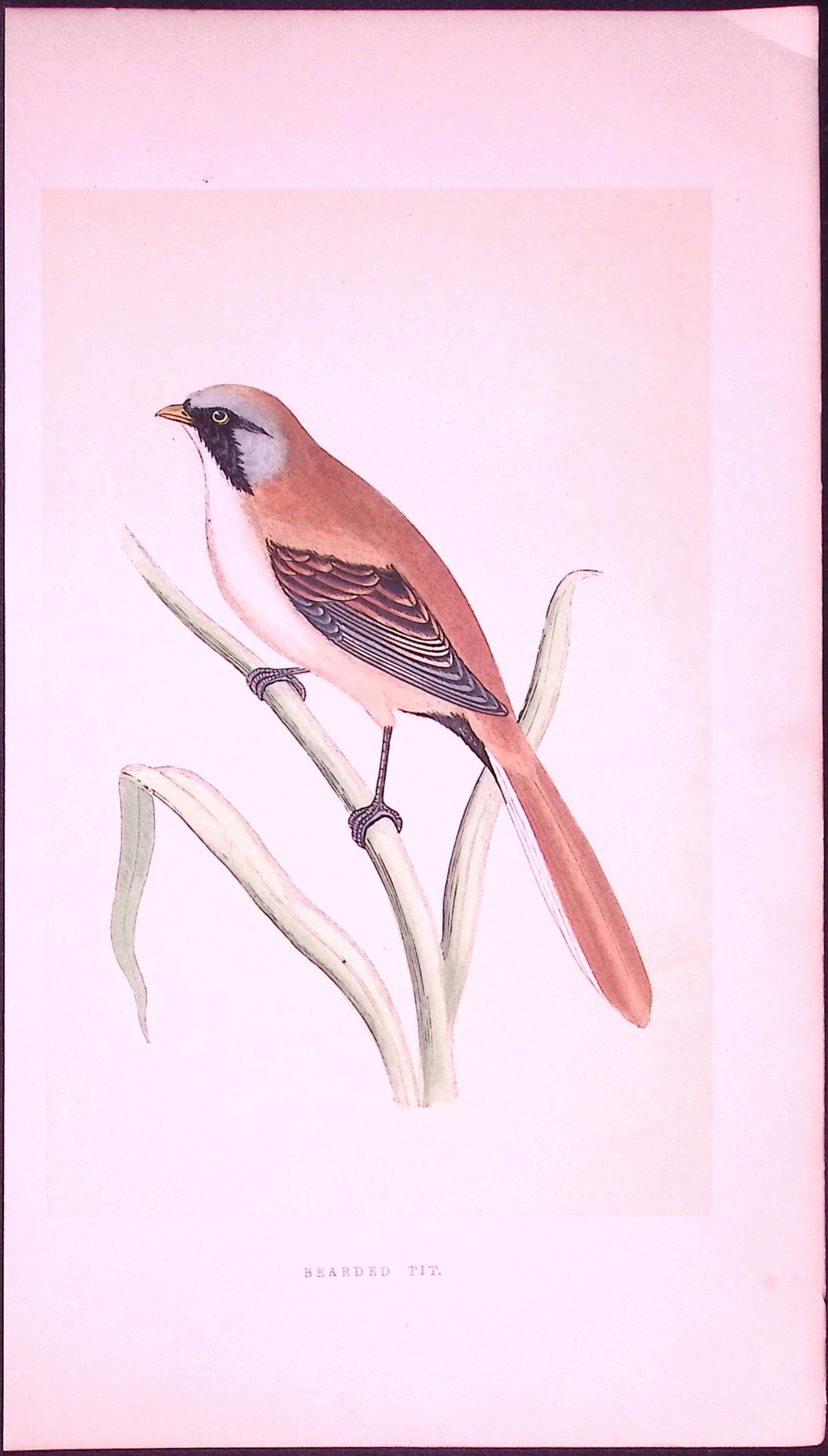 Bearded Tit Bird- Rev Morris First Edition Antique Woodblock Engraving-42: Title: Bearded Tit Bird- Rev Morris First Edition Antique Woodblock Engraving-42 Description: This Chromolithographic Woodblock Engraving Has Been Removed from a First Antique Editio