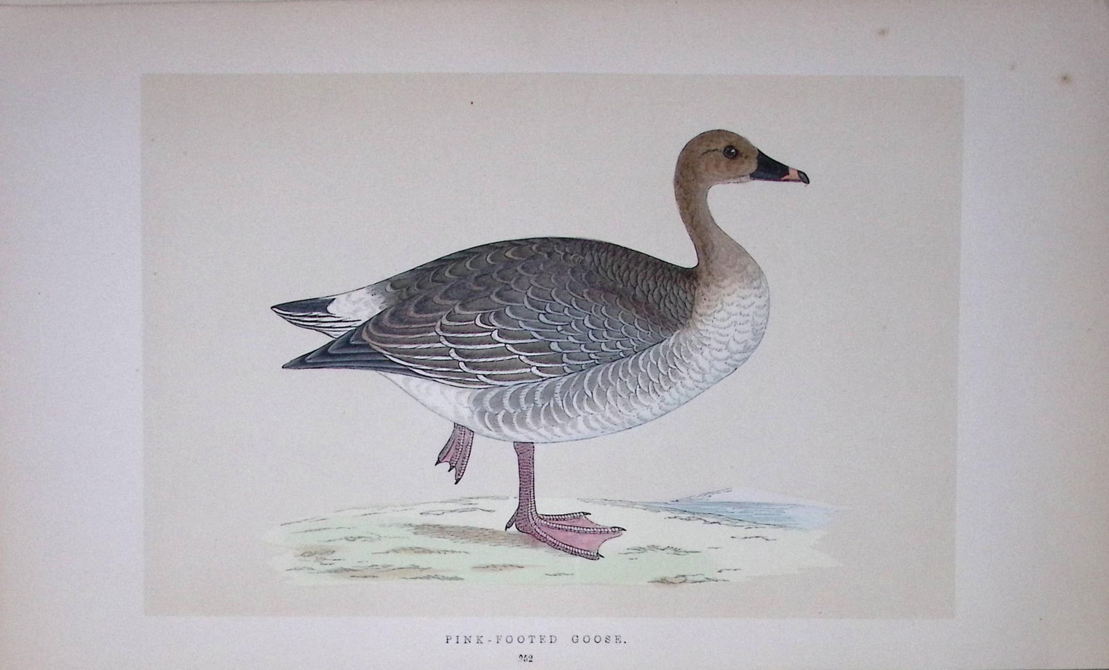 Pink-Footed Goose Bird- Rev Morris First Edition Antique Woodblock Engraving-71: Title: Pink-Footed Goose Bird- Rev Morris First Edition Antique Woodblock Engraving-71 Description: This Chromolithographic Woodblock Engraving Has Been Removed from a First Antique Edition of. 