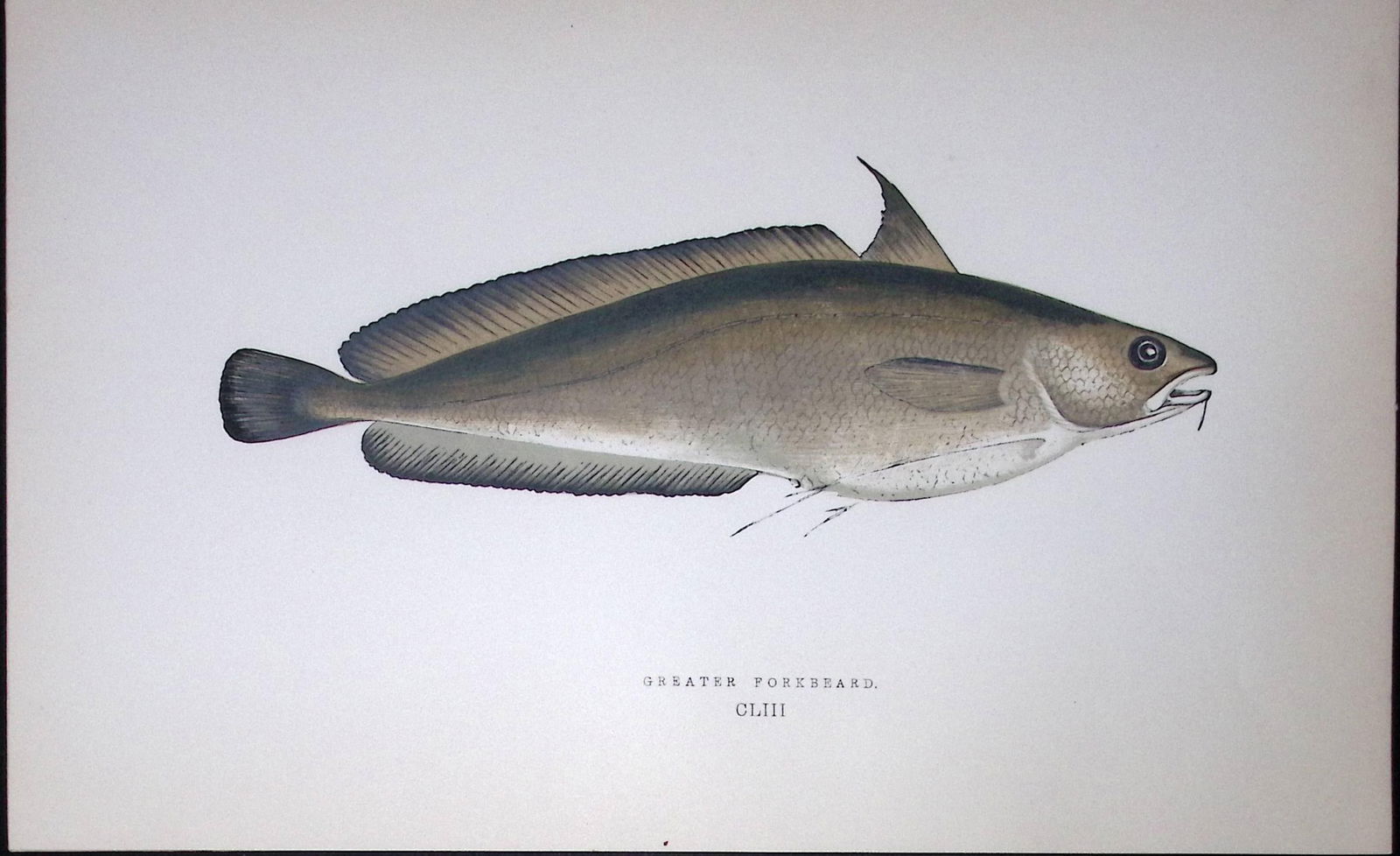 Greater Forkbeard Fish Scarce Antique 1877 J. Couch Woodblock Engraving-78: Title: Greater Forkbeard Fish Scarce Antique 1877 J. Couch Woodblock Engraving-78 Description: This Antique Original Coloured Woodblock Engraving Was Removed from An Edition of. History of The