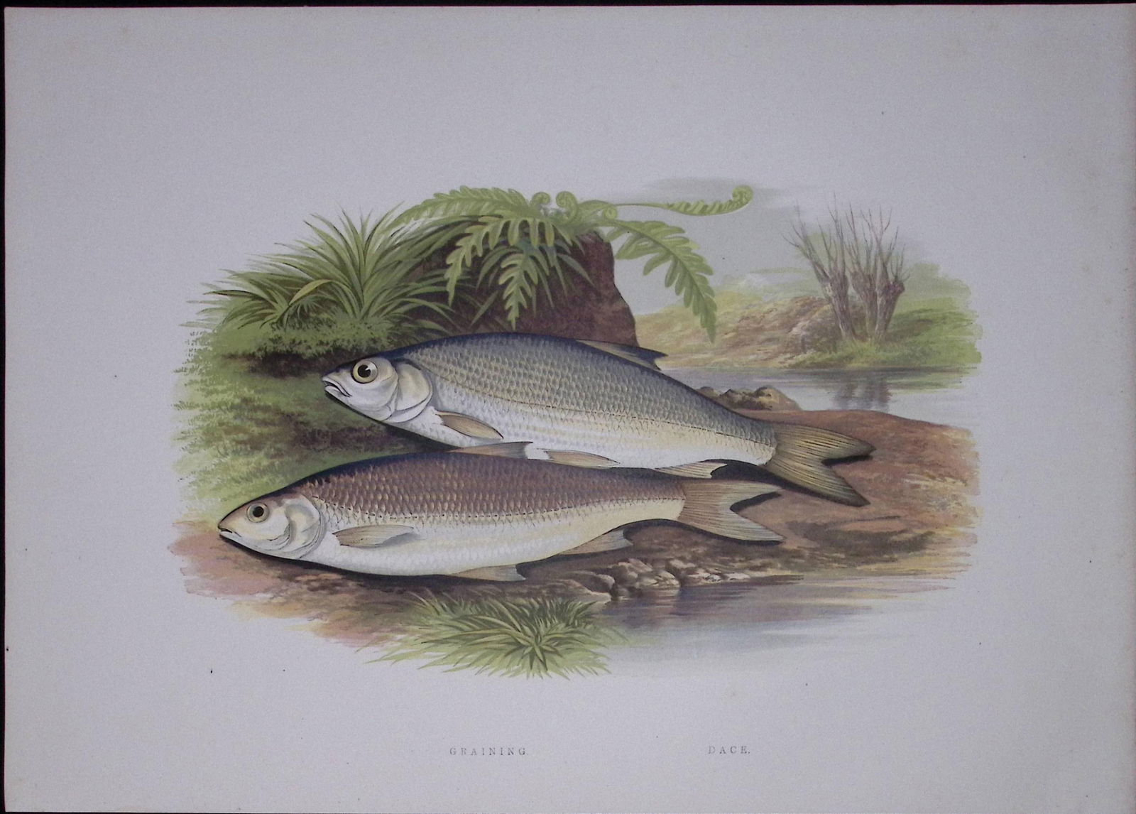 Graining, Dace Rev Houghton British Freshwater Fish 1879 Scarce Engraving-32: Title: Graining, Dace Rev Houghton British Freshwater Fish 1879 Scarce Engraving-32 Description: This First Edition Wood Engraving Print Was Removed from an Antique Edition. From The Library of