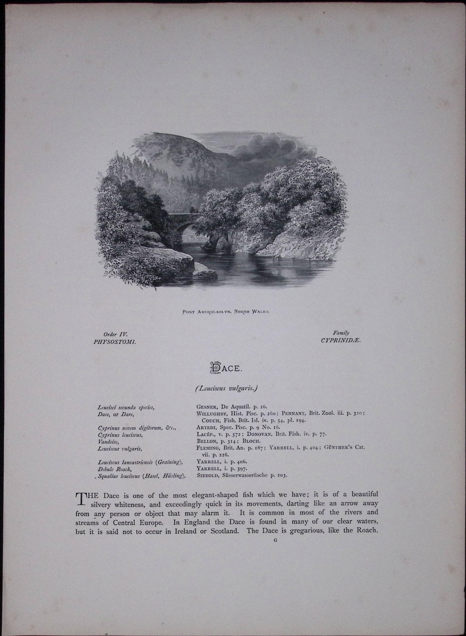 Graining, Dace Rev Houghton British Freshwater Fish 1879 Scarce Engraving-32 - 2