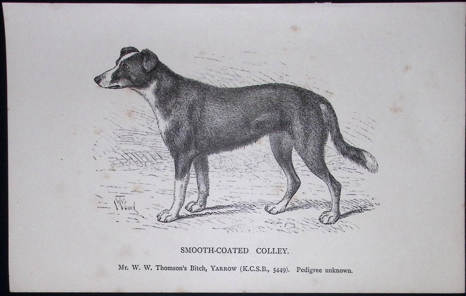 Smooth Coated Colley British Dogs by Hugh Dalziel 1889 Antique Book Plate-39: Title: Smooth Coated Colley British Dogs by Hugh Dalziel 1889 Antique Book Plate-39 Description: This Antique Book Plate Was Removed from a Edition of British Dogs by Hugh Dalziel 18