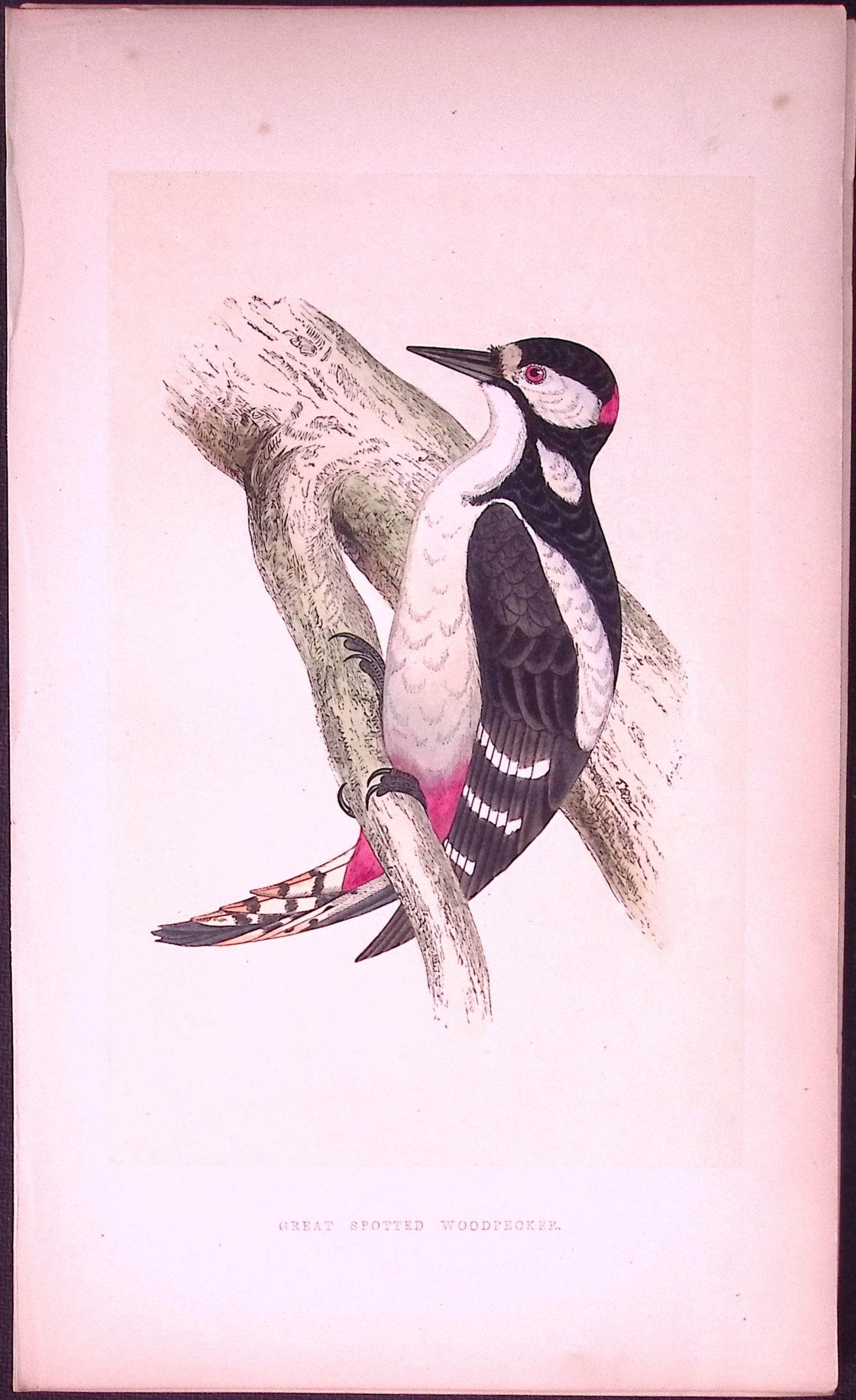 Great Spotted Woodpecker Bird- Rev Morris First Edition Antique Woodblock Engraving-119: Title: Great Spotted Woodpecker Bird- Rev Morris First Edition Antique Woodblock Engraving-119 Description: This Chromolithographic Woodblock Engraving Has Been Removed from a First Antique