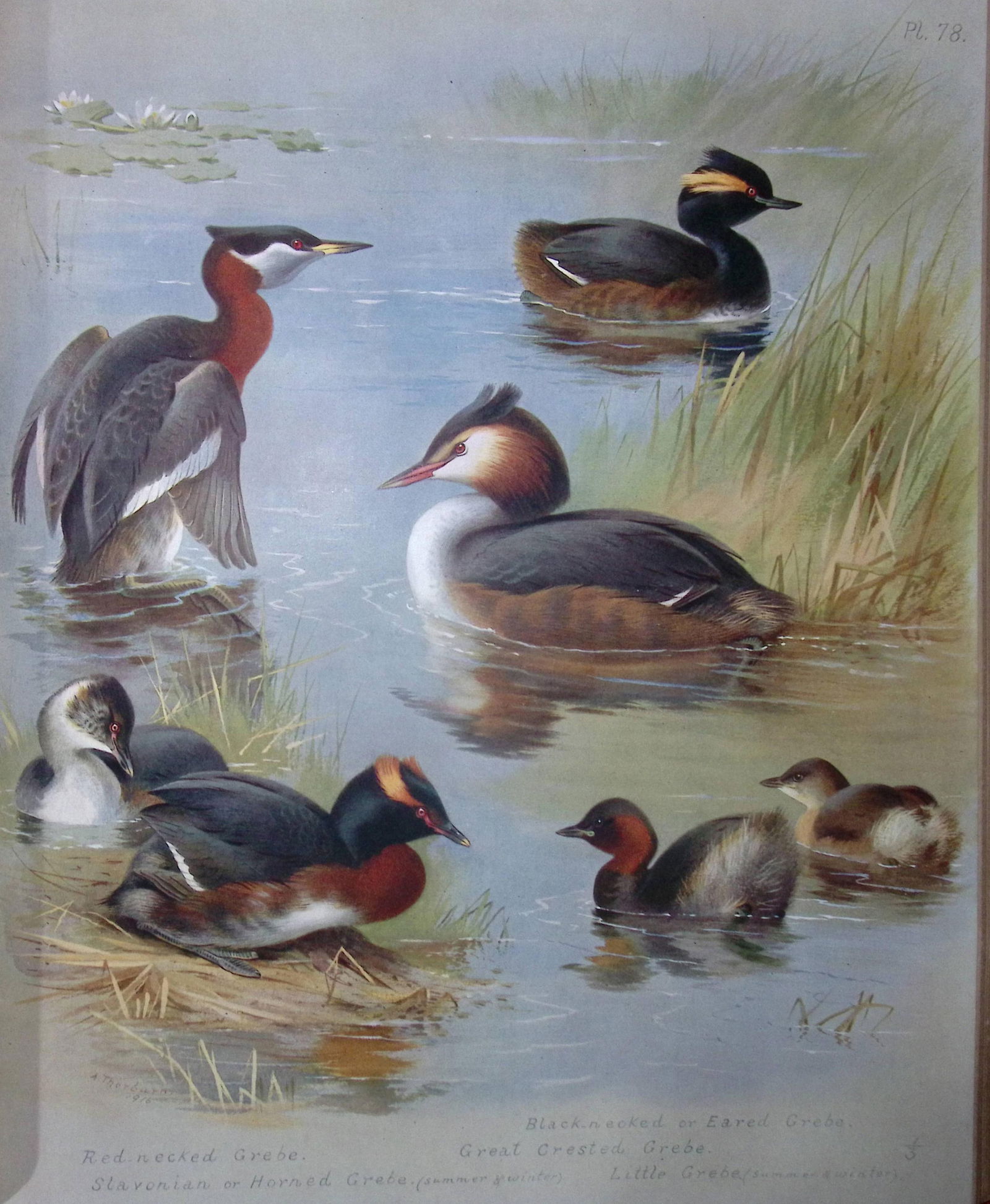 Archibald Thorburn Antique Scarce Bird Chromolithograph The Grebe Family-78: Title: Archibald Thorburn Antique Scarce Bird Chromolithograph The Grebe Family-78 Description: This Antique Edition Illustration Was Removed from an Edition of. Archibald Thorburn, British