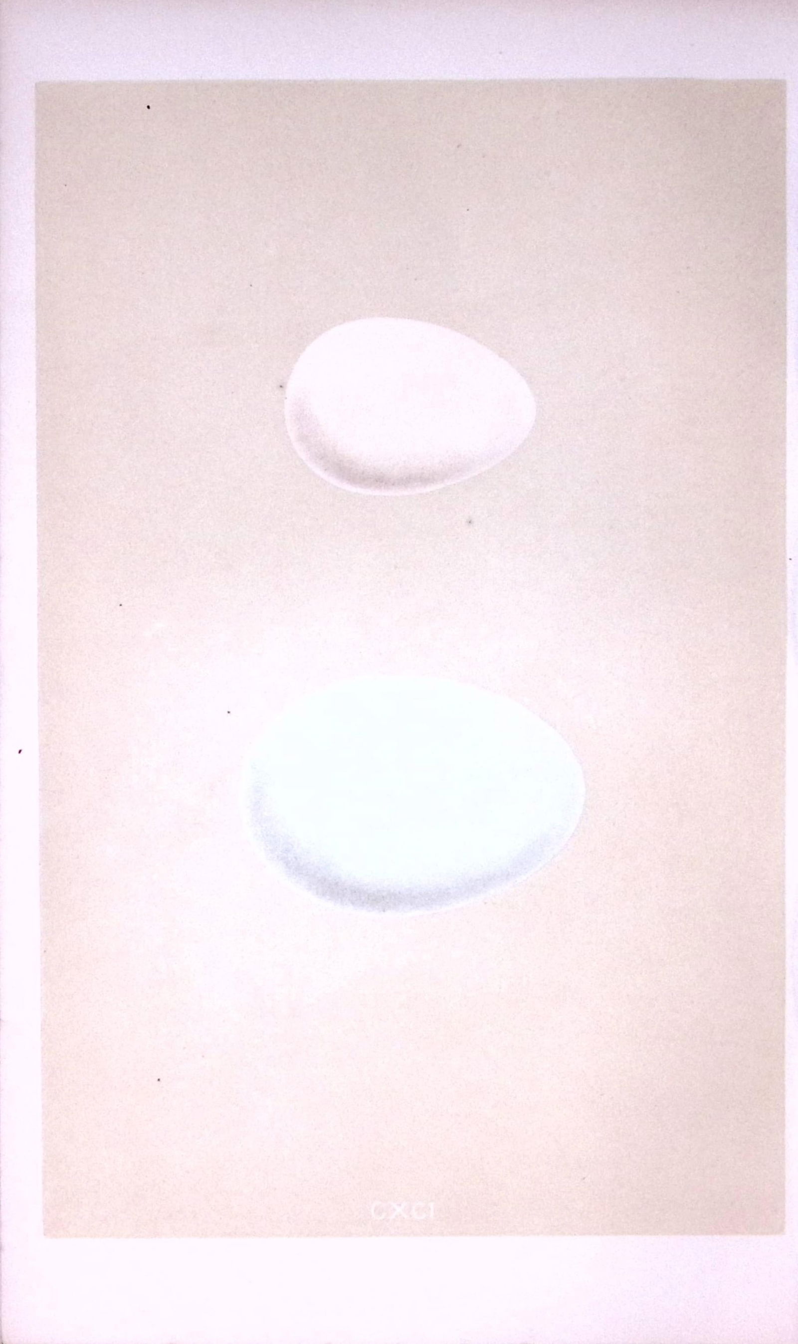 Wild Duck Bird Egg- Rev Morris First Edition Antique Woodblock Engraving-25: Title: Wild Duck Bird Egg- Rev Morris First Edition Antique Woodblock Engraving-25 Description: This Chromolithographic Woodblock Engraving Has Been Removed from a First Antique Edit