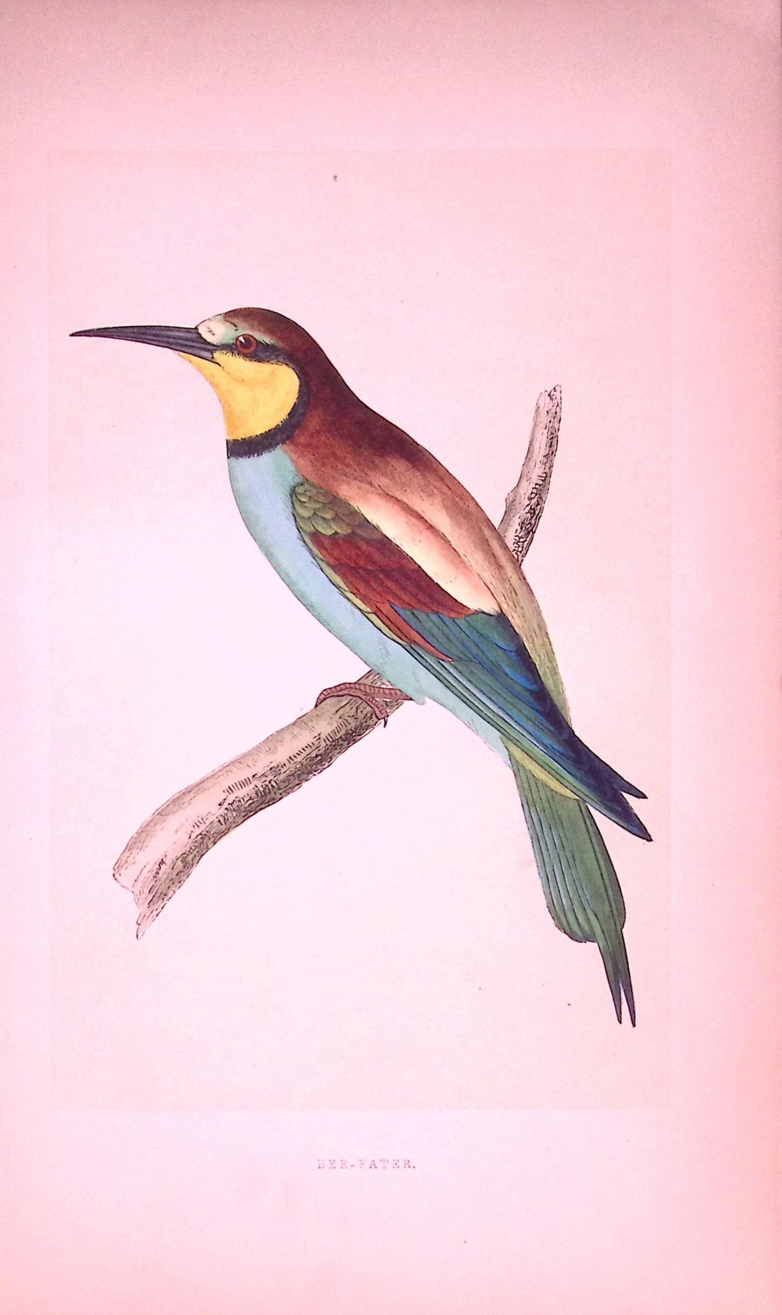 Bee-Eater Bird- Rev Morris First Edition Antique Woodblock Engraving-48: Title: Bee-Eater Bird- Rev Morris First Edition Antique Woodblock Engraving-48 Description: This Chromolithographic Woodblock Engraving Has Been Removed from a First Antique Edition of. Rev F O