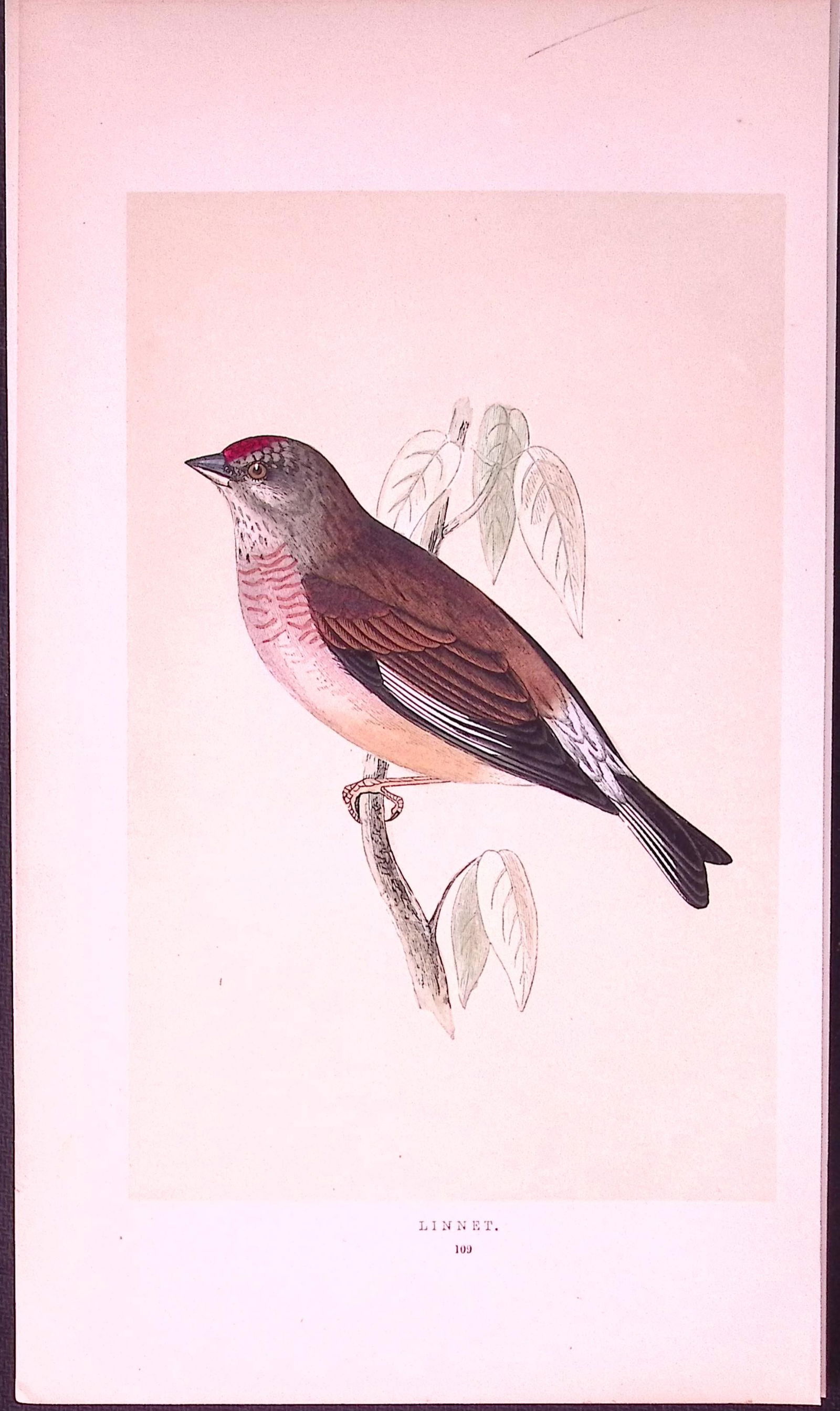 Linnet Rev Morris First Edition Antique Woodblock Engraving-163: Title: Linnet Rev Morris First Edition Antique Woodblock Engraving-163 Description: This Chromolithographic Woodblock Engraving Has Been Removed from a First Antique Edition of. <