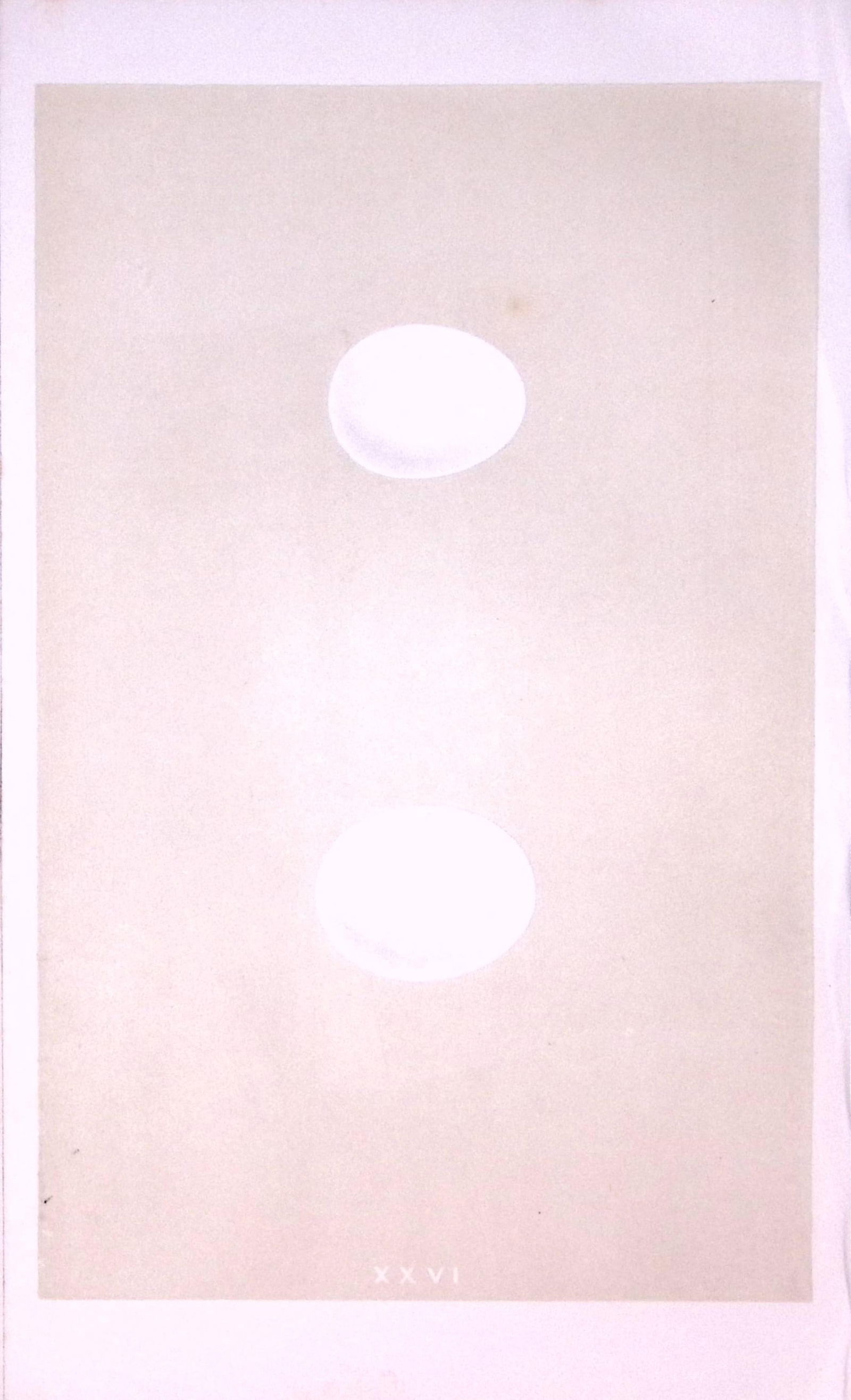 White & Little Owl Bird Egg- Rev Morris Antique Woodblock Engraving-9: Title: White & Little Owl Bird Egg- Rev Morris Antique Woodblock Engraving-9 Description: White & Little Owl Bird Egg- Rev Morris Antique Woodblock Engraving-9