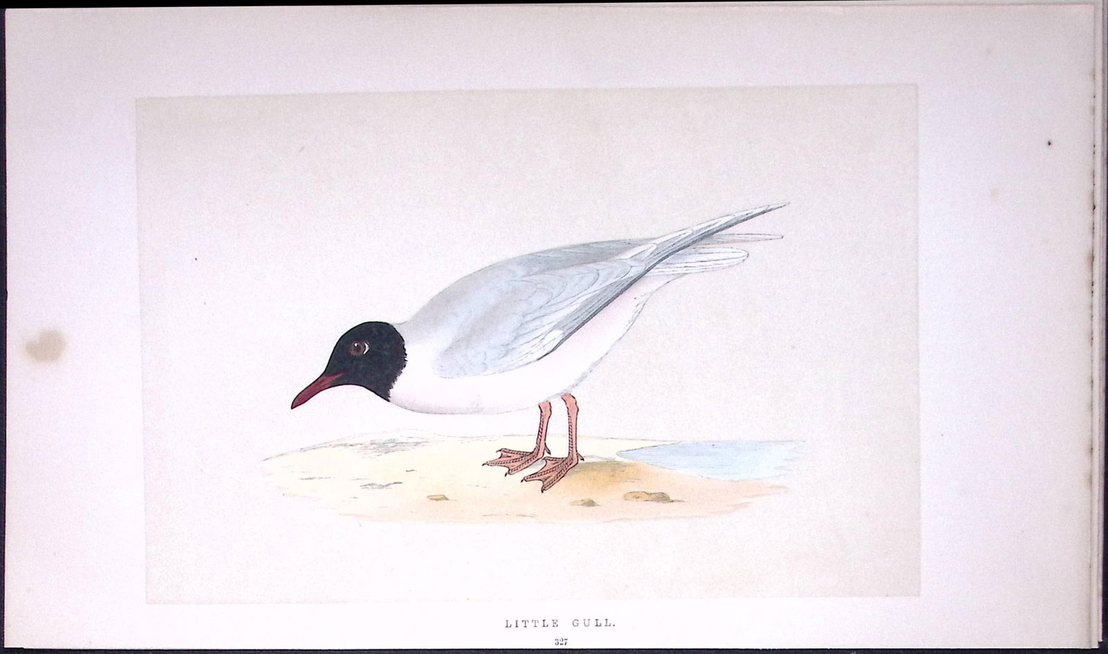 Little Gull Bird- Rev Morris First Edition Antique Woodblock Engraving-200: Title: Little Gull Bird- Rev Morris First Edition Antique Woodblock Engraving-200 Description: This Chromolithographic Woodblock Engraving Has Been Removed from a First Antique Editi