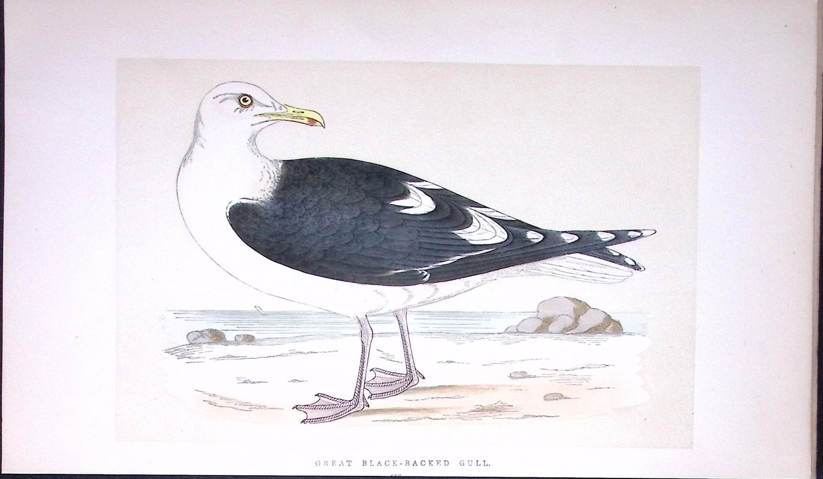 Great Black-Backed Gull Bird- Rev Morris First Edition Antique Woodblock Engraving-209: Title: Great Black-Backed Gull Bird- Rev Morris First Edition Antique Woodblock Engraving-209 Description: This Chromolithographic Woodblock Engraving Has Been Removed from a First A