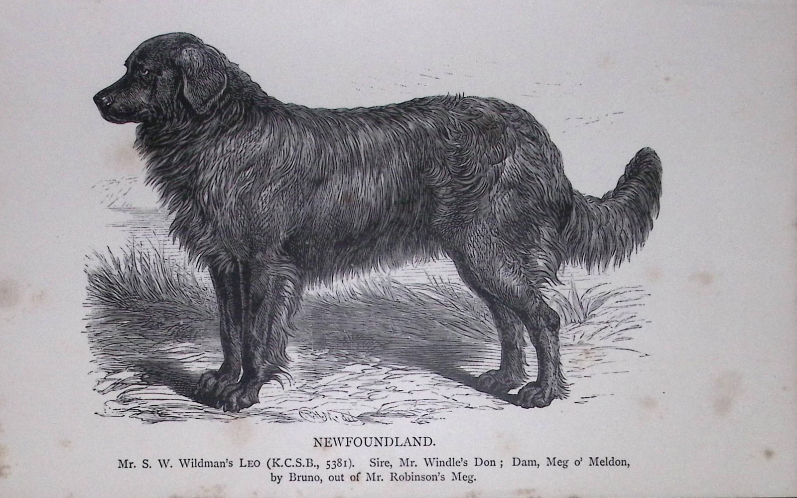 Newfoundland British Dogs by Hugh Dalziel 1889 Antique Book Plate-46: Title: Newfoundland British Dogs by Hugh Dalziel 1889 Antique Book Plate-46 Description: This Antique Book Plate Was Removed from a Edition of British Dogs by Hugh Dalziel 1889. <