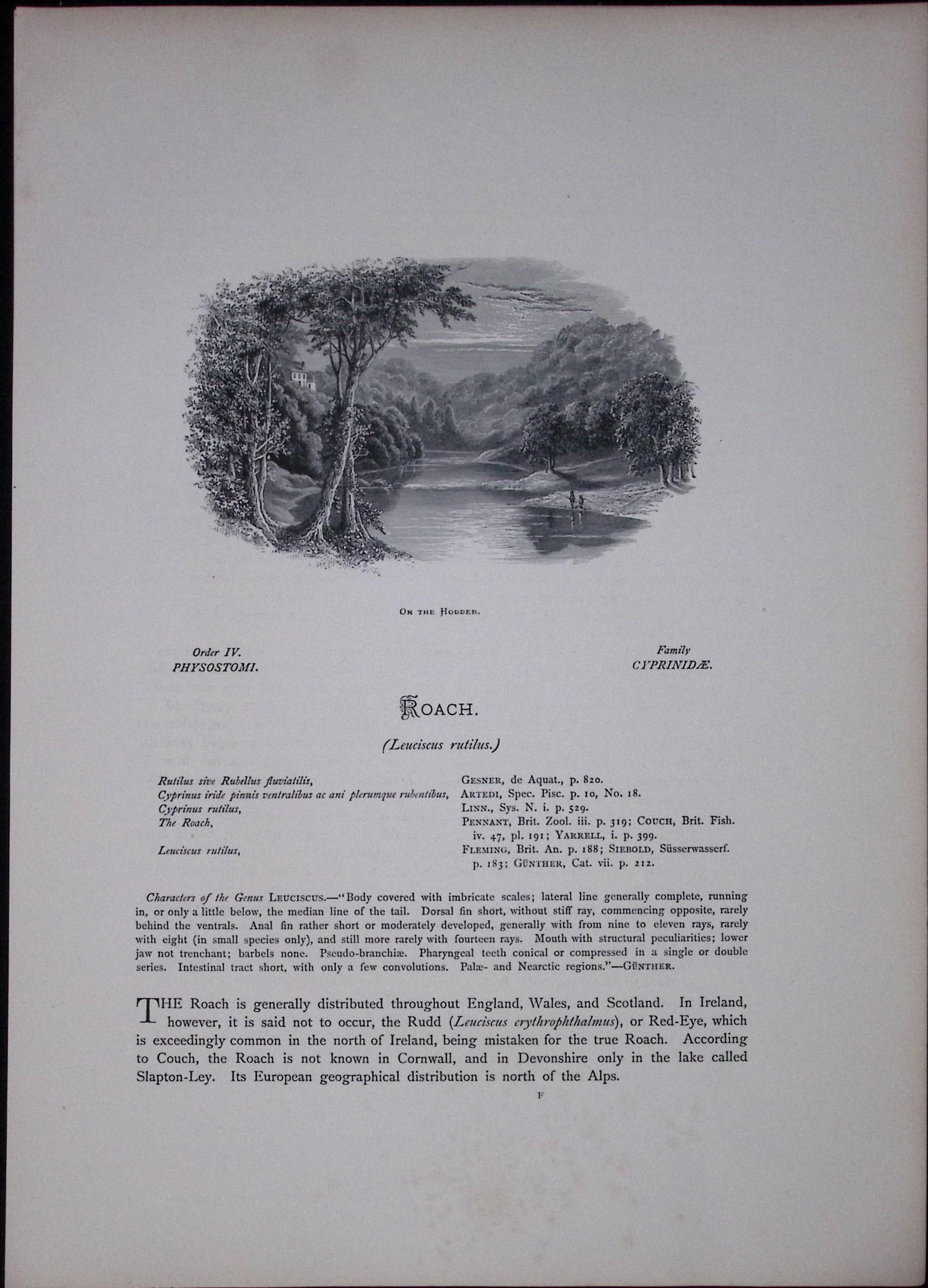 Roach Rev Houghton British Freshwater Fish 1879 Scarce Wood Engraving-34 - 2