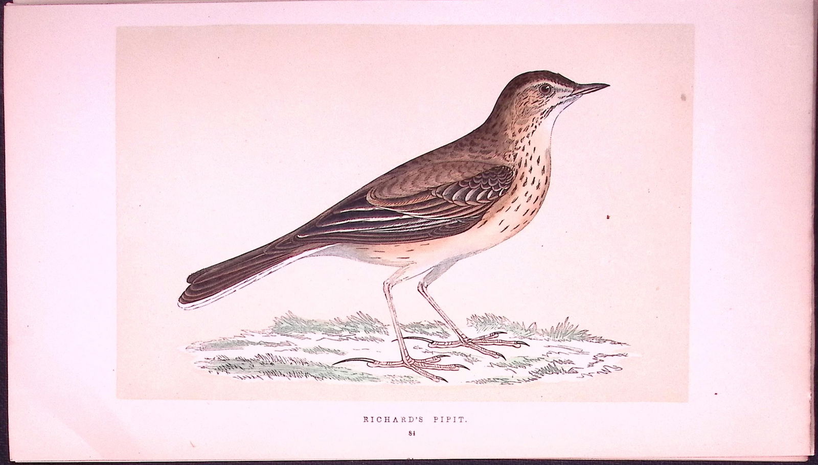 Richard’s Pipit Bird- Rev Morris First Edition Antique Woodblock Engraving-139: Title: Richard’s Pipit Bird- Rev Morris First Edition Antique Woodblock Engraving-139 Description: This Chromolithographic Woodblock Engraving Has Been Removed from a First Ant
